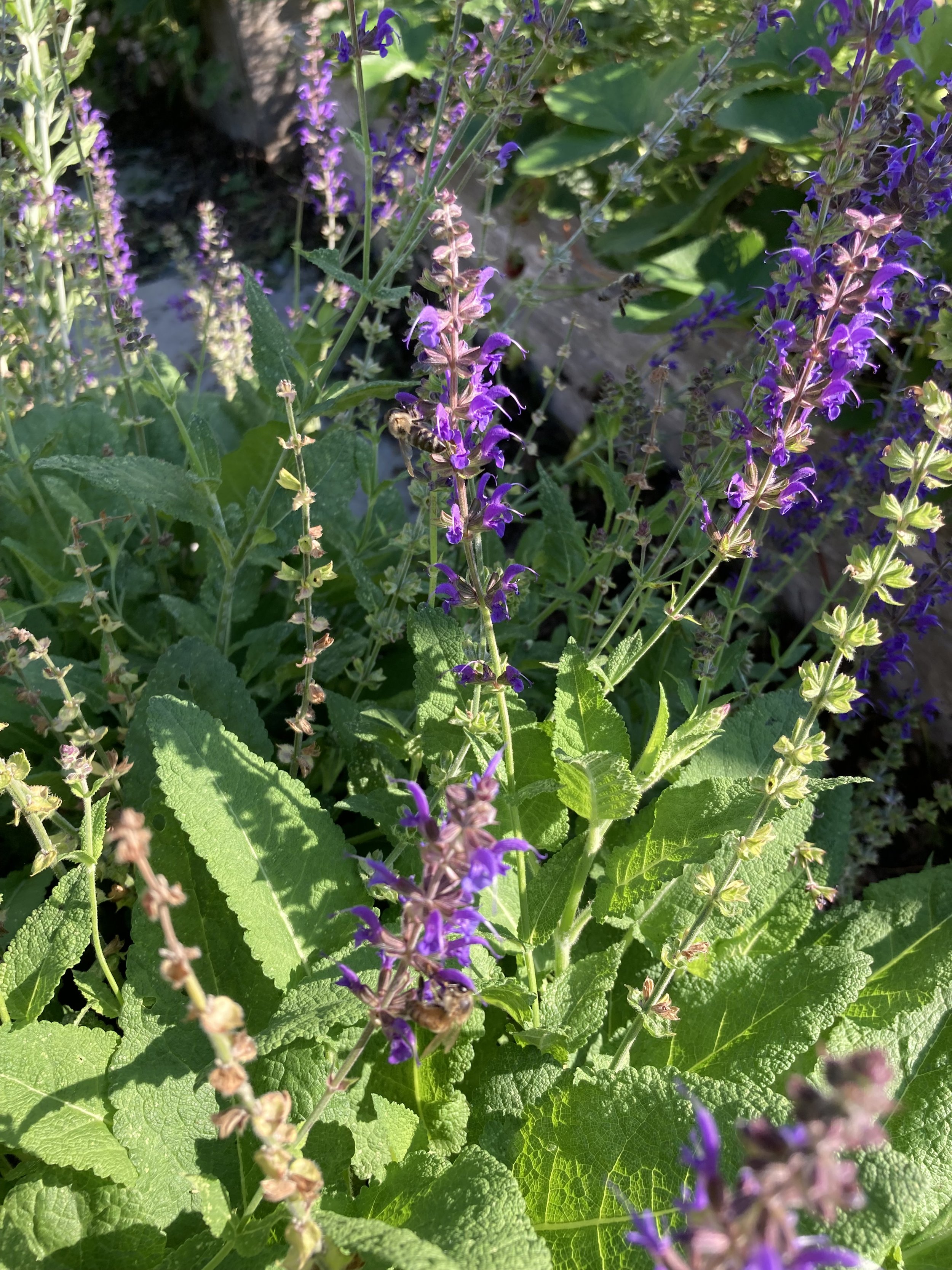 IMG_0245.jpeg