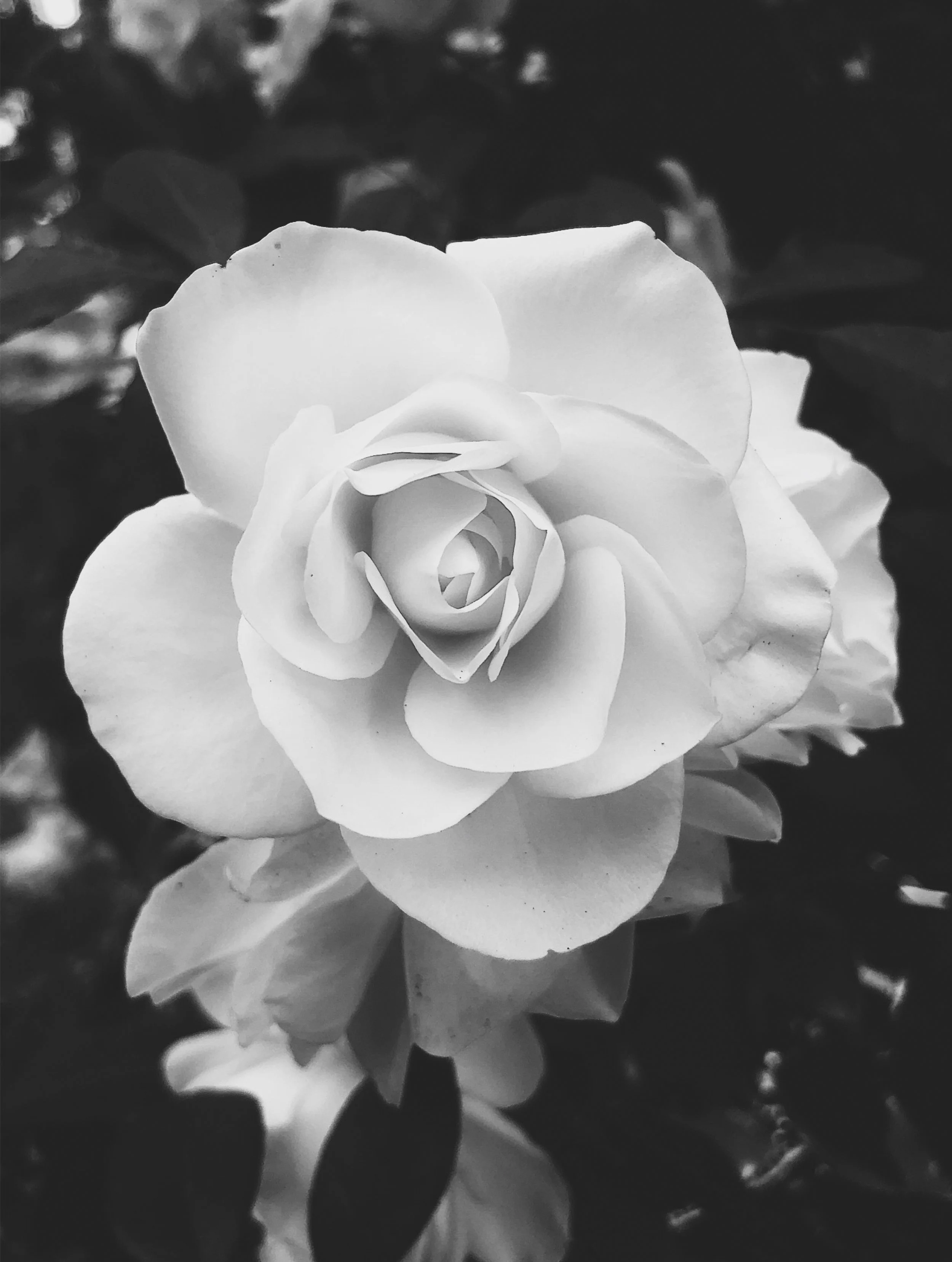Topanga Rose ltd edition print