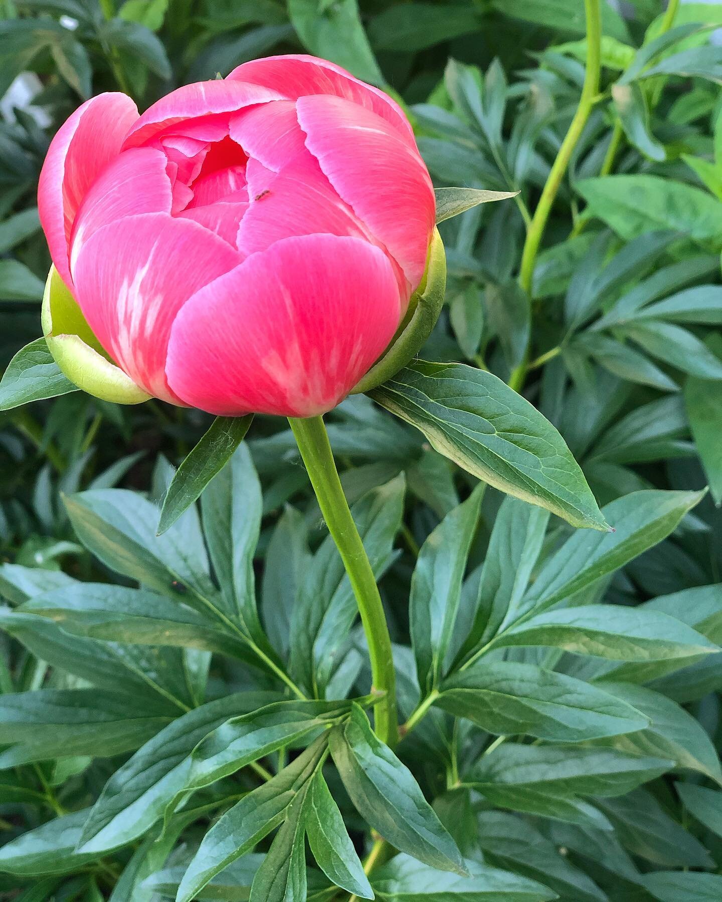 Had to hop out of my car when I pulled out of the driveway this morning! #peonies line the fence at the house! LOVE them so much!