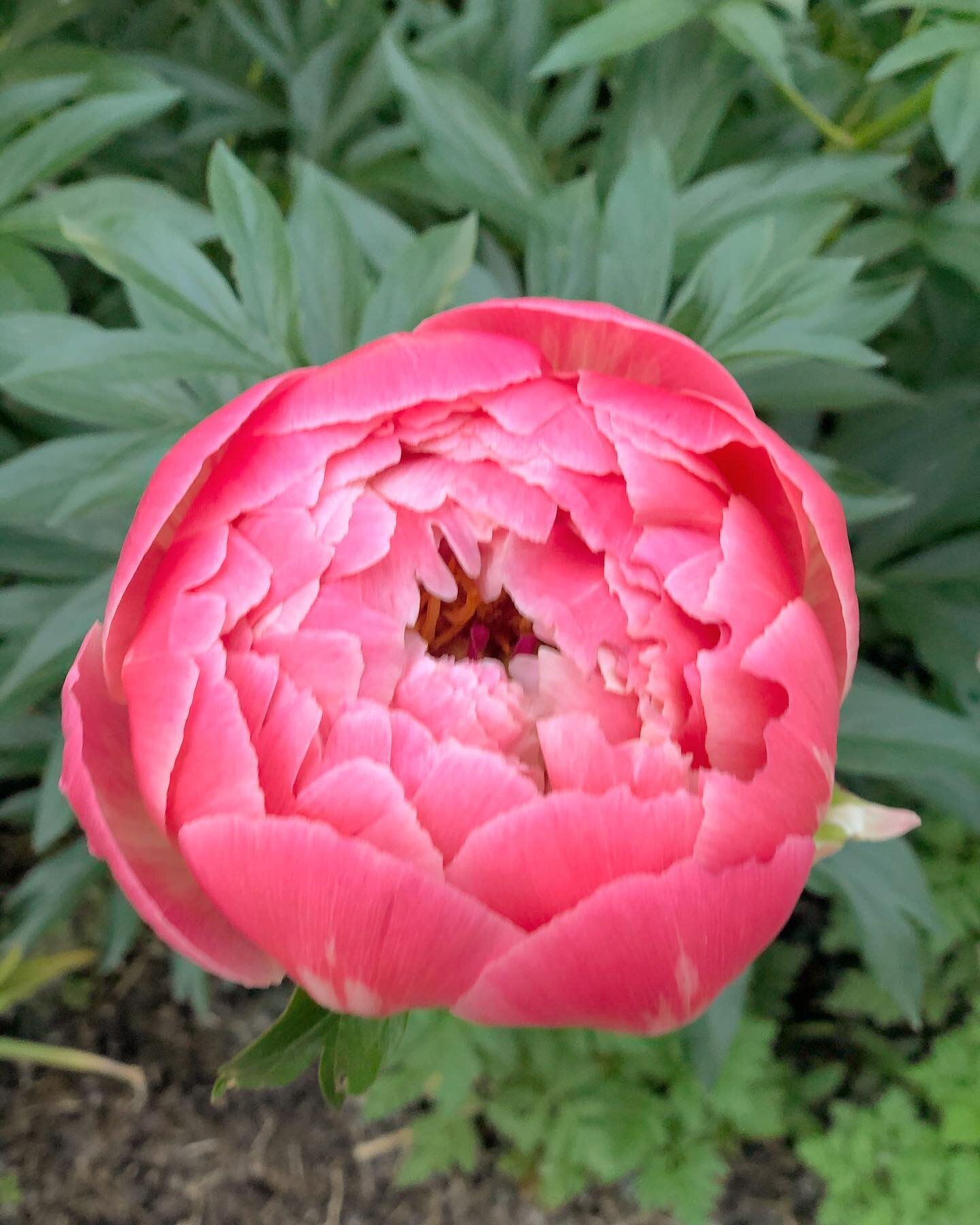 This coral beauty is about to burst! #peony#peonies 🌸