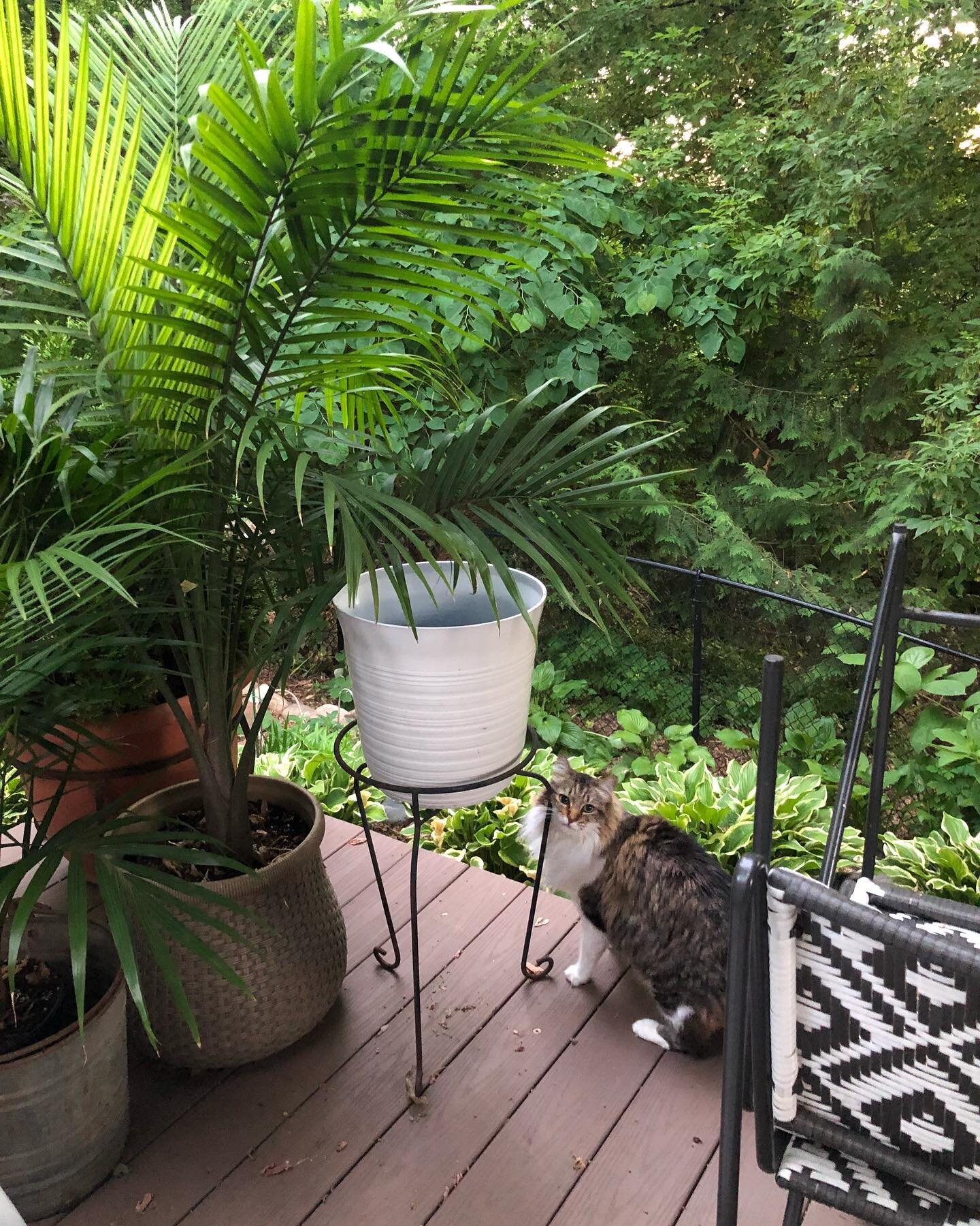 While the pup&rsquo;s away, the cat will play! 
Welcome back outside baby! 
(The next 3 weeks will be all about Betsy while Poppy is away at #finishingschool #summercamp @wingsandwhistles for some refinement of her/my obedience training!) 
#catsofins