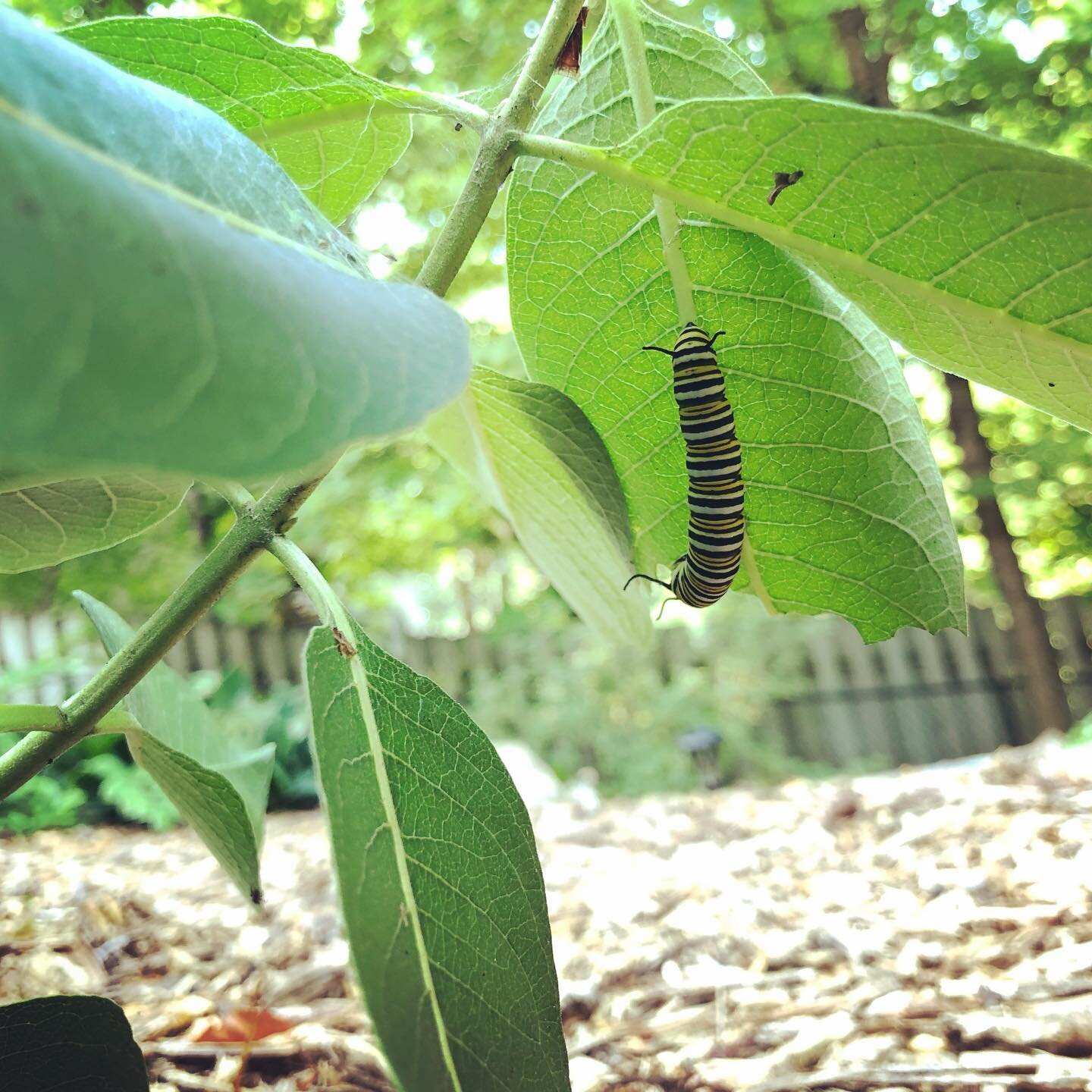 I have a #monarch in the making! 🐛#crazy to witness #monarchcaterpillar 🤍