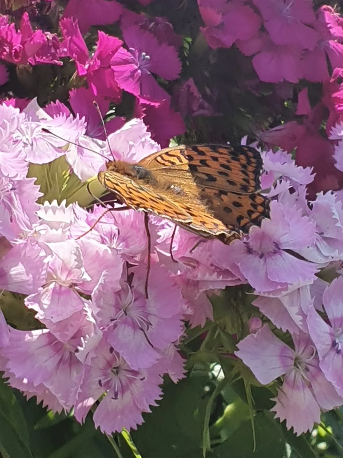 WhatsApp Image 2021-08-16 at 20.31.44.jpeg