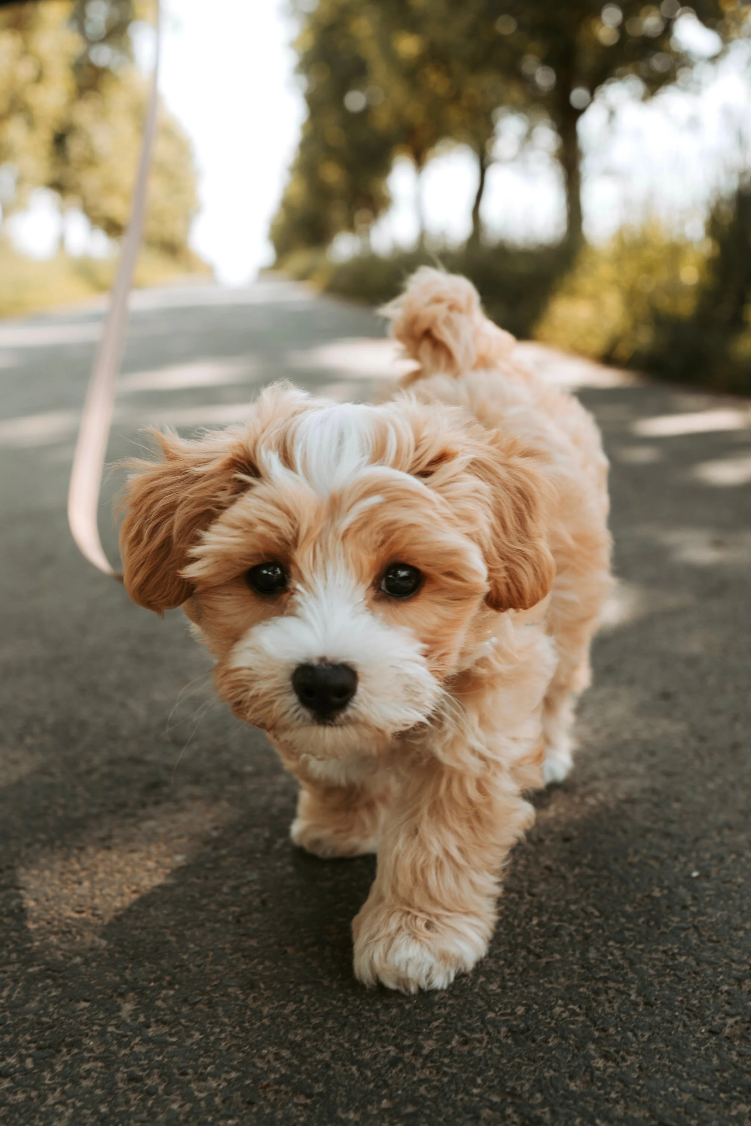 Processing the loss of a pet