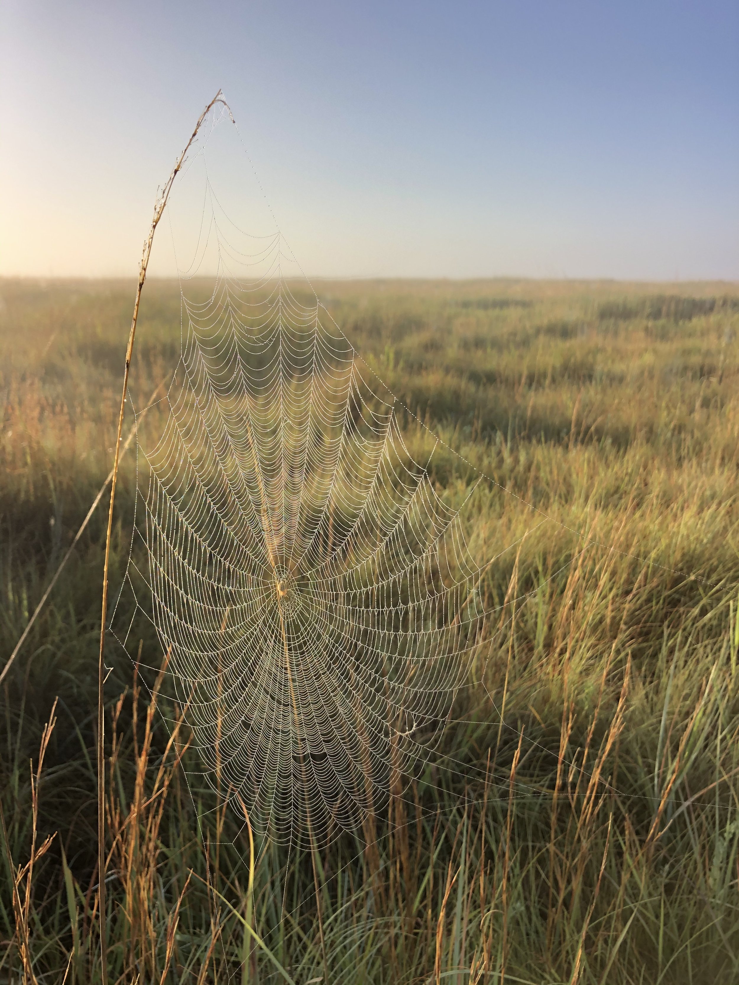 Raised on pastures not sprayed