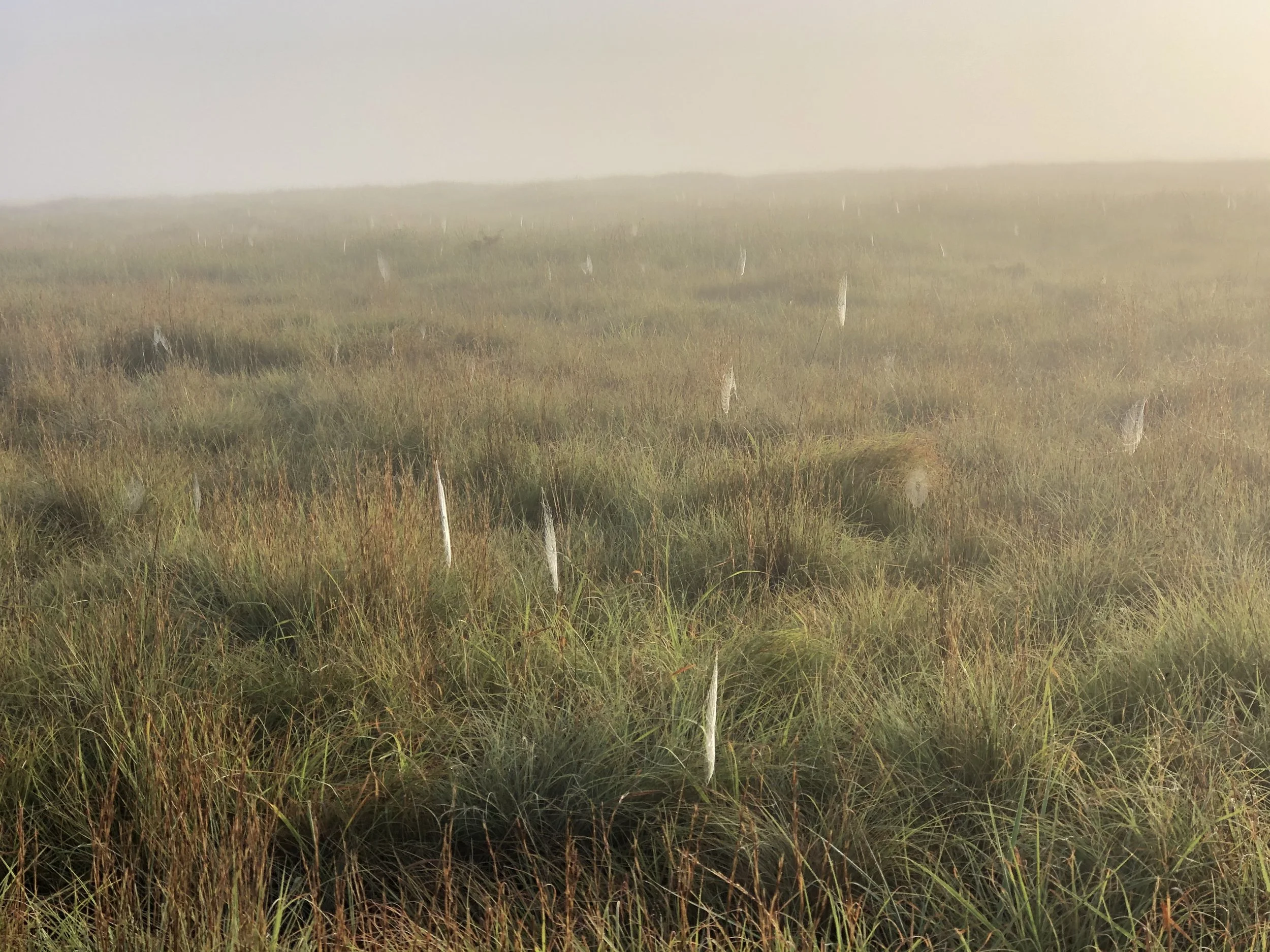 Restoring Pastures Regenerative Ag