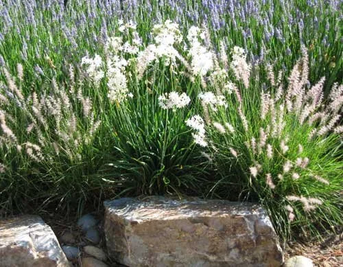 arborgarden5.jpg