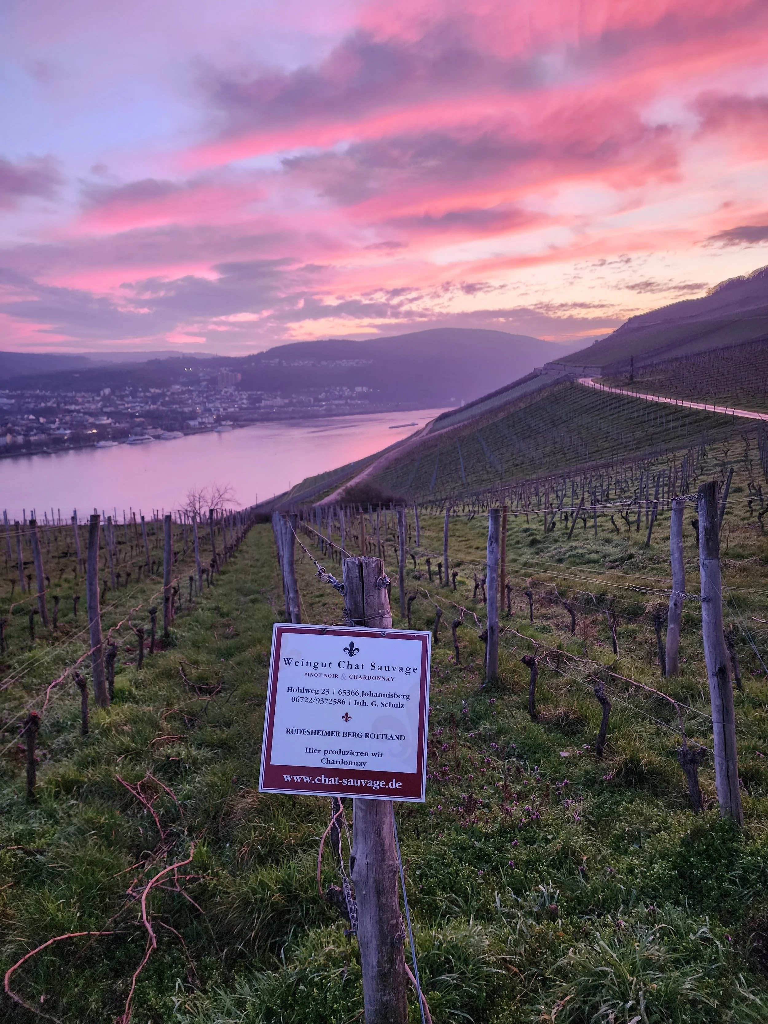 Vineyard on a hill at sunset with pink and purple clouds, a river in the background, and a sign on a wooden post indicating a winery named Weingut Chat Sauvage.