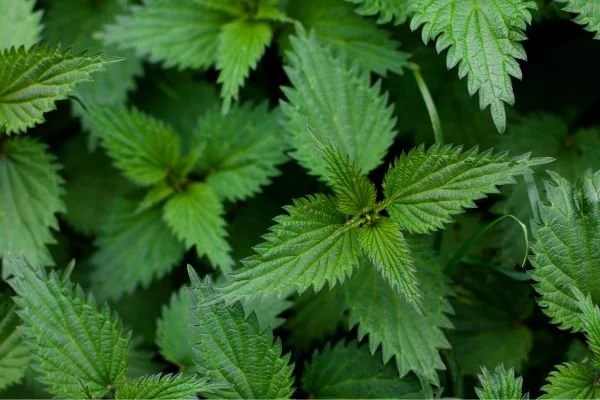 Brennnessel (Urtica Dioica)