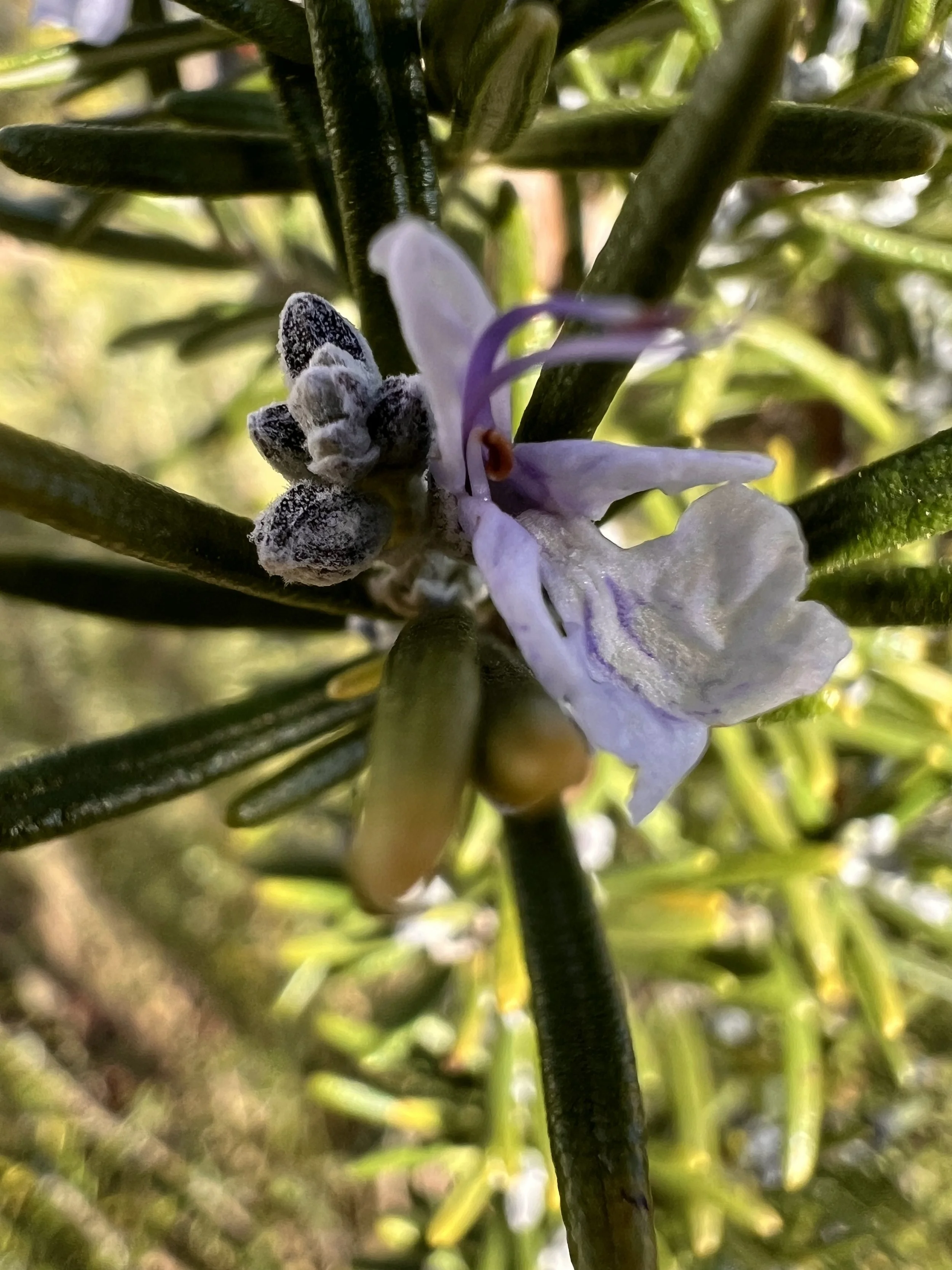 Rosmarin (Rosmarinus officinalis)