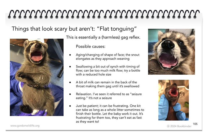 Raccoon Rehabilitation Book — Charles N. Gordon Wildlife