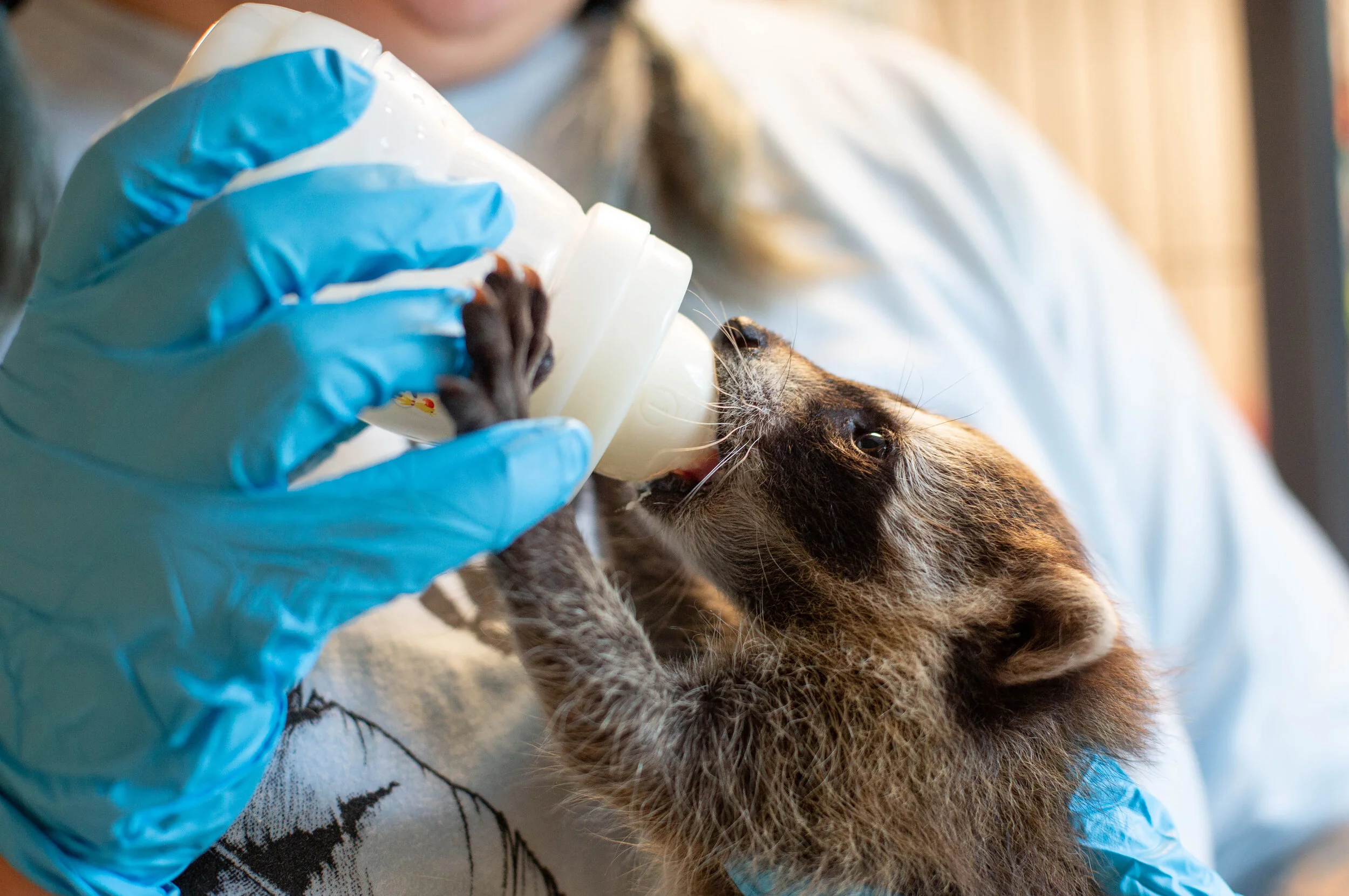 Racoon Rehabilitation — Charles N. Gordon Wildlife Rehabilitation Center