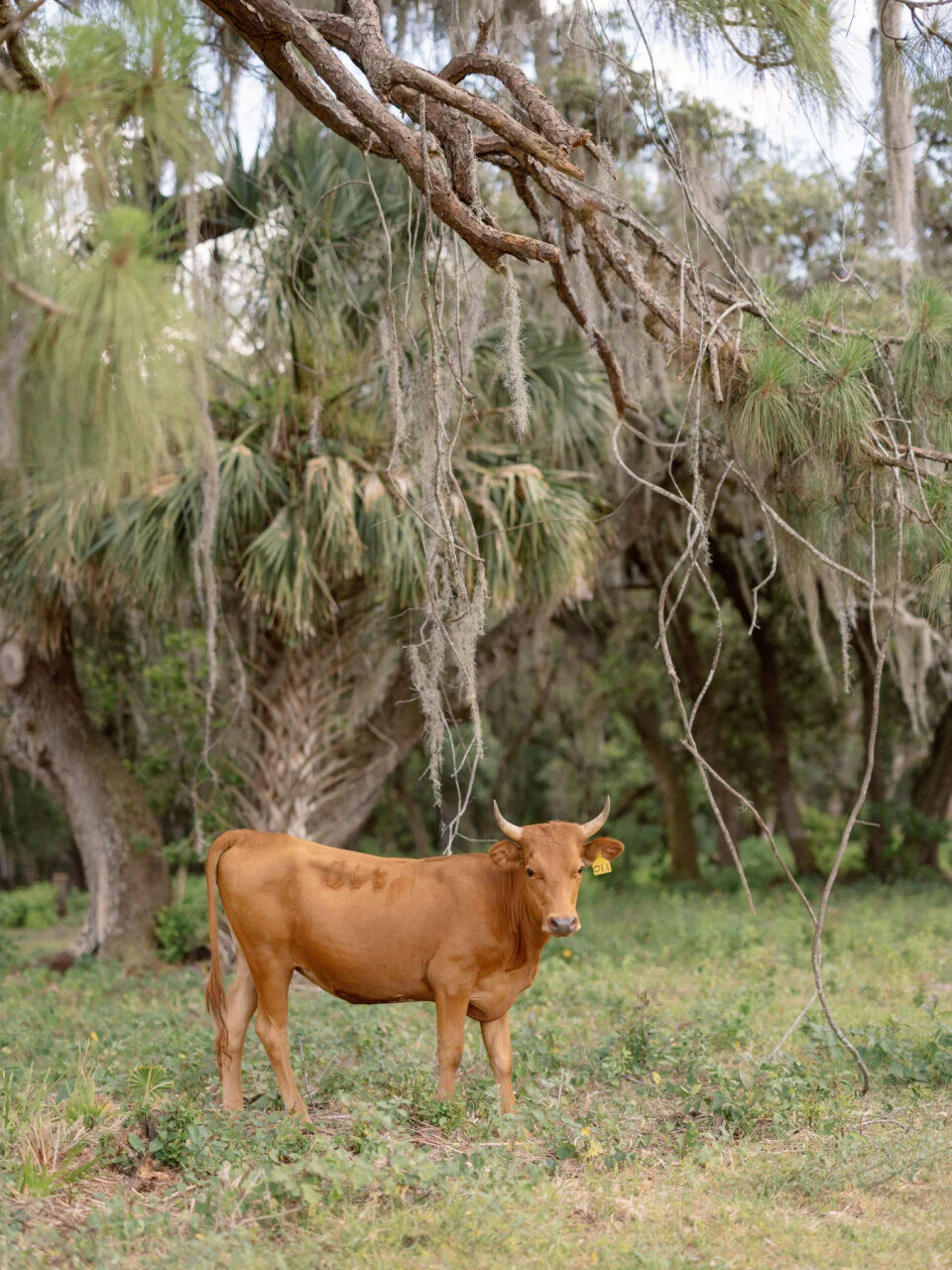 Arbuckle Creek Farms