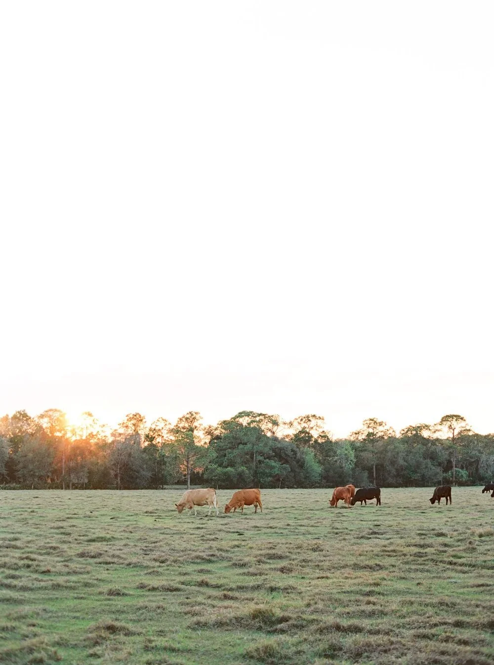 Arbuckle Creek Farms