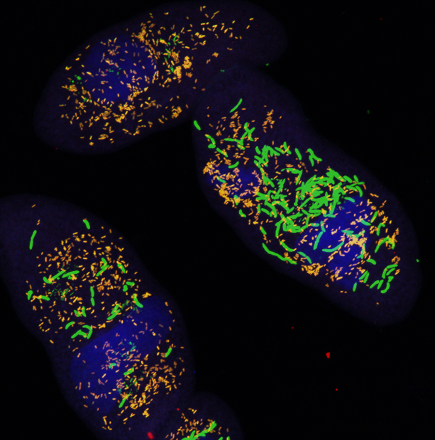 Evolution of Symbioses