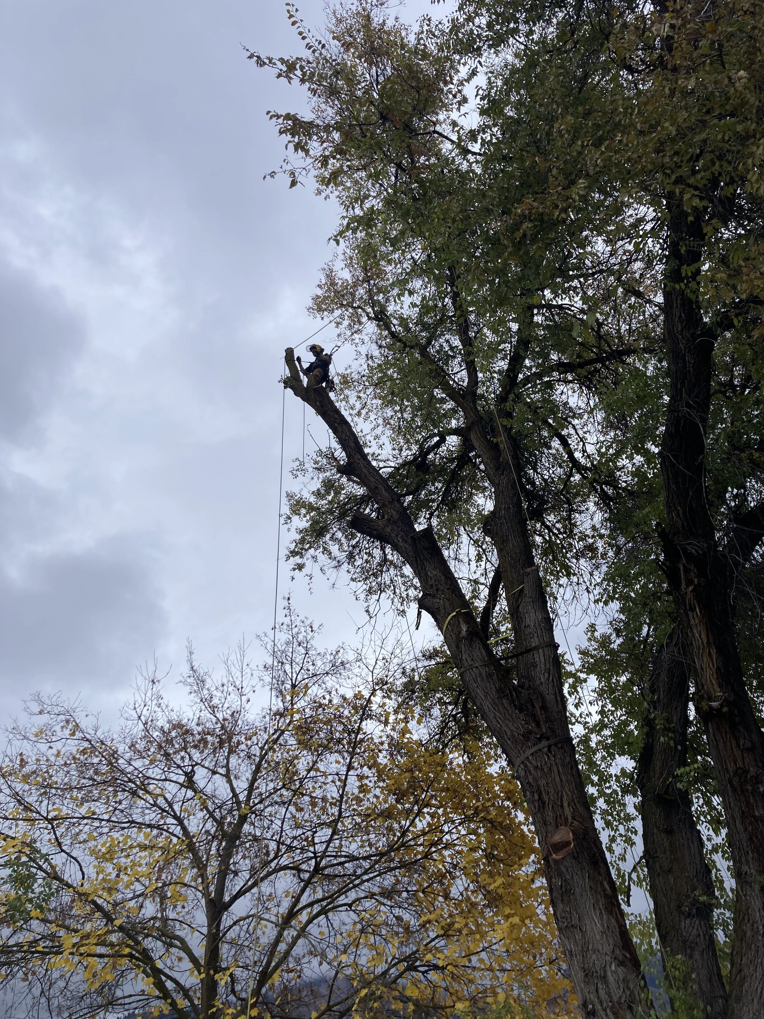 A person climbing or working in a tall tree using safety gear and ropes during an overcast day.