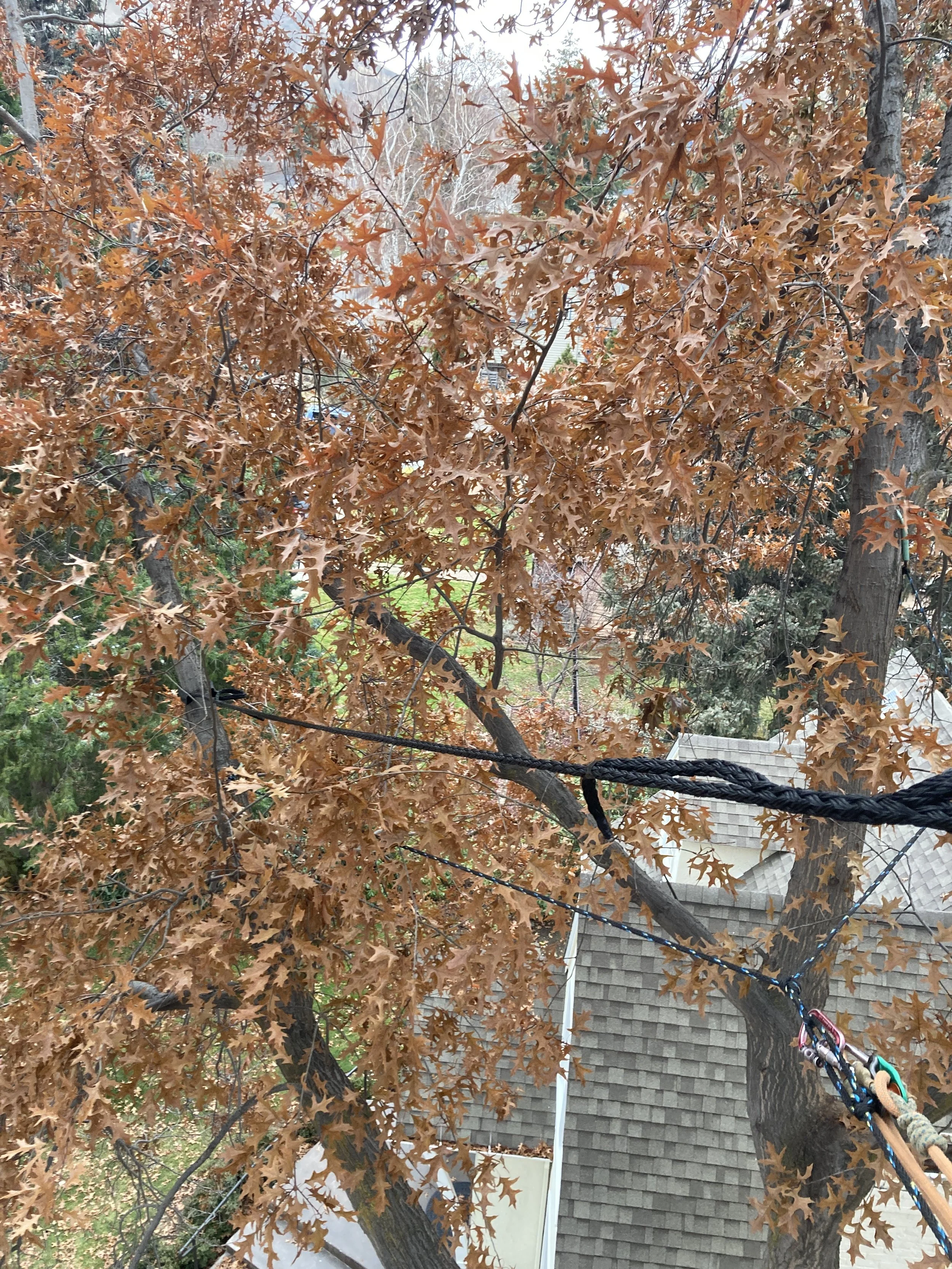 Dynamic cabling installed in a tree with brown, dried oak leaves, with tree branches and a house roof in the background.