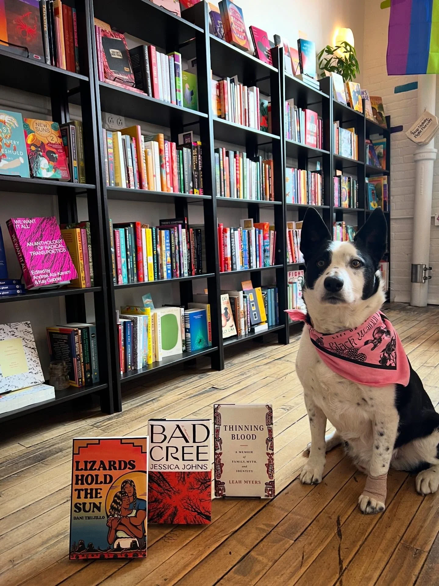Today is Charlie&rsquo;s 12th birthday and 10 year anniversary with us! He&rsquo;s been a bookstore dog for 10 years now, and is one of the best in the business. He&rsquo;s even trained other pups in the art of bookselling as a canine. I couldn&rsquo