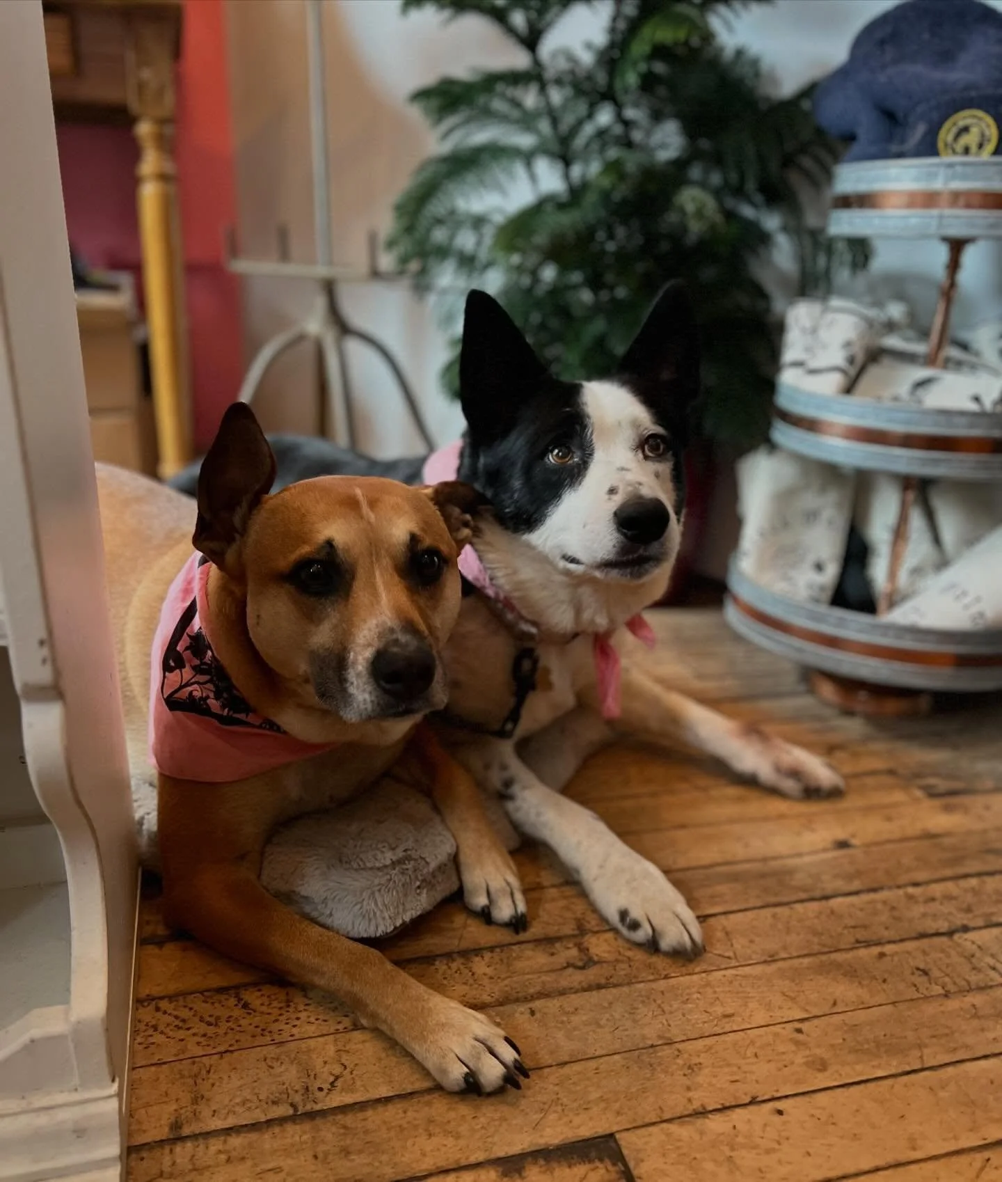 Bookstore dog appreciation post. Charlie and Theo have been hard at work at the bookstore. They have their work cut out for them greeting customers and getting pets. I&rsquo;m very grateful for all of their help!