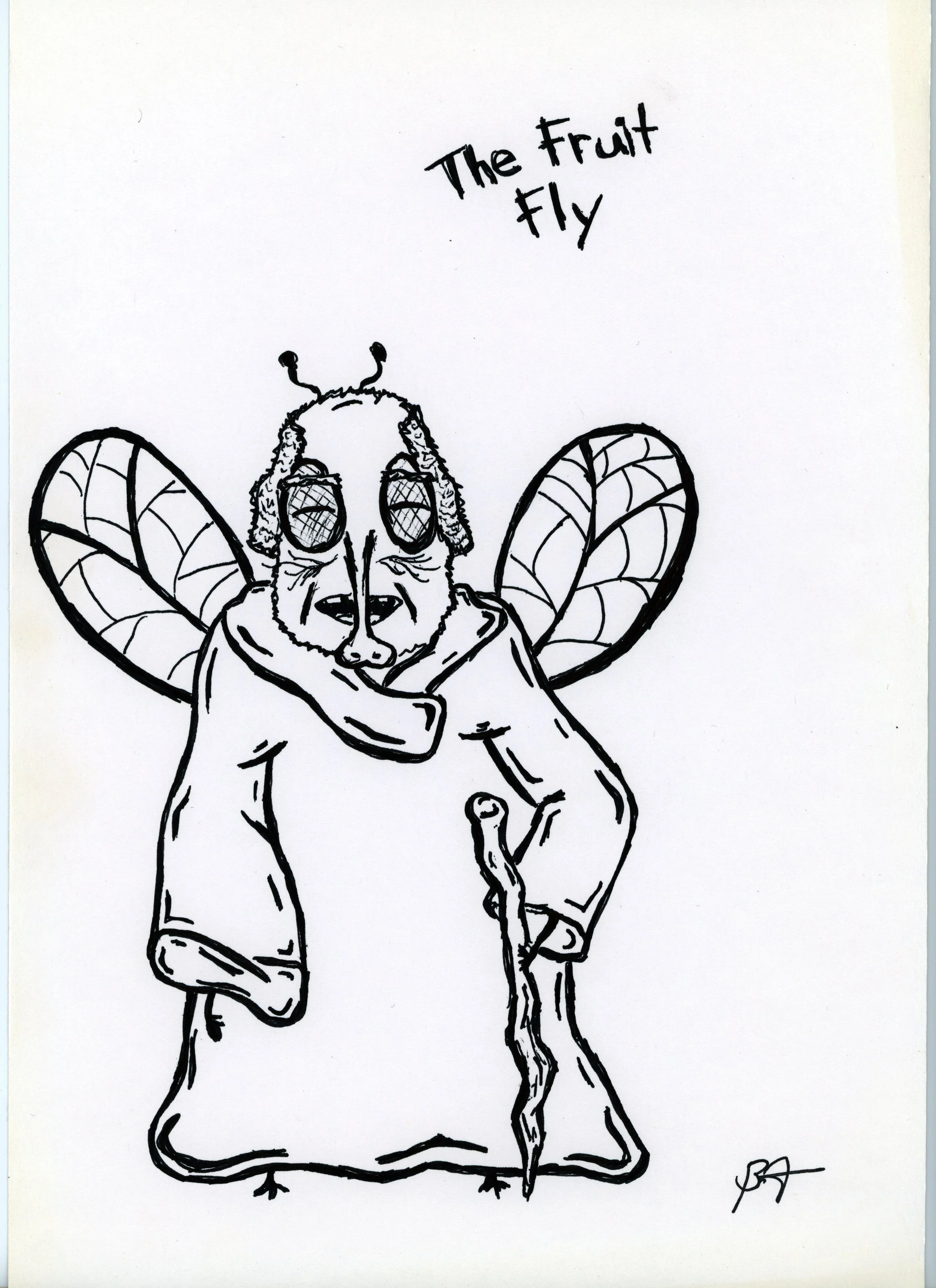 the fruit fly jpeg.jpg
