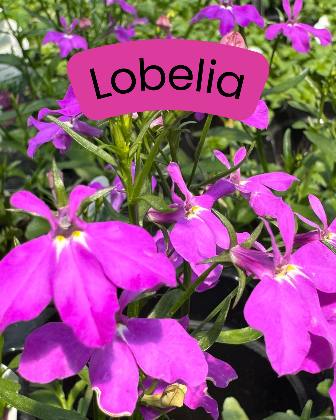 IMG_0728.PNG