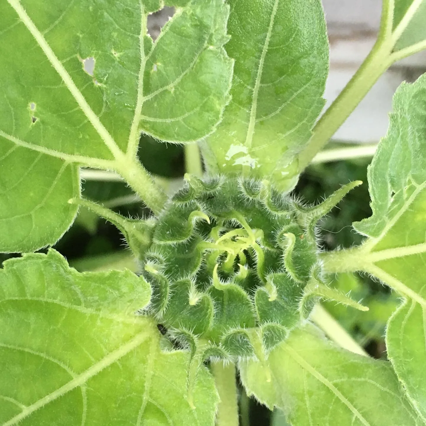 Can&rsquo;t wait lol ...
For this and the upcoming art exhibit :) stay tuned for details to come! 

 #gardenfun #plants #oxigen #life #justingbeing #water #art #artexhibits #lifeisart