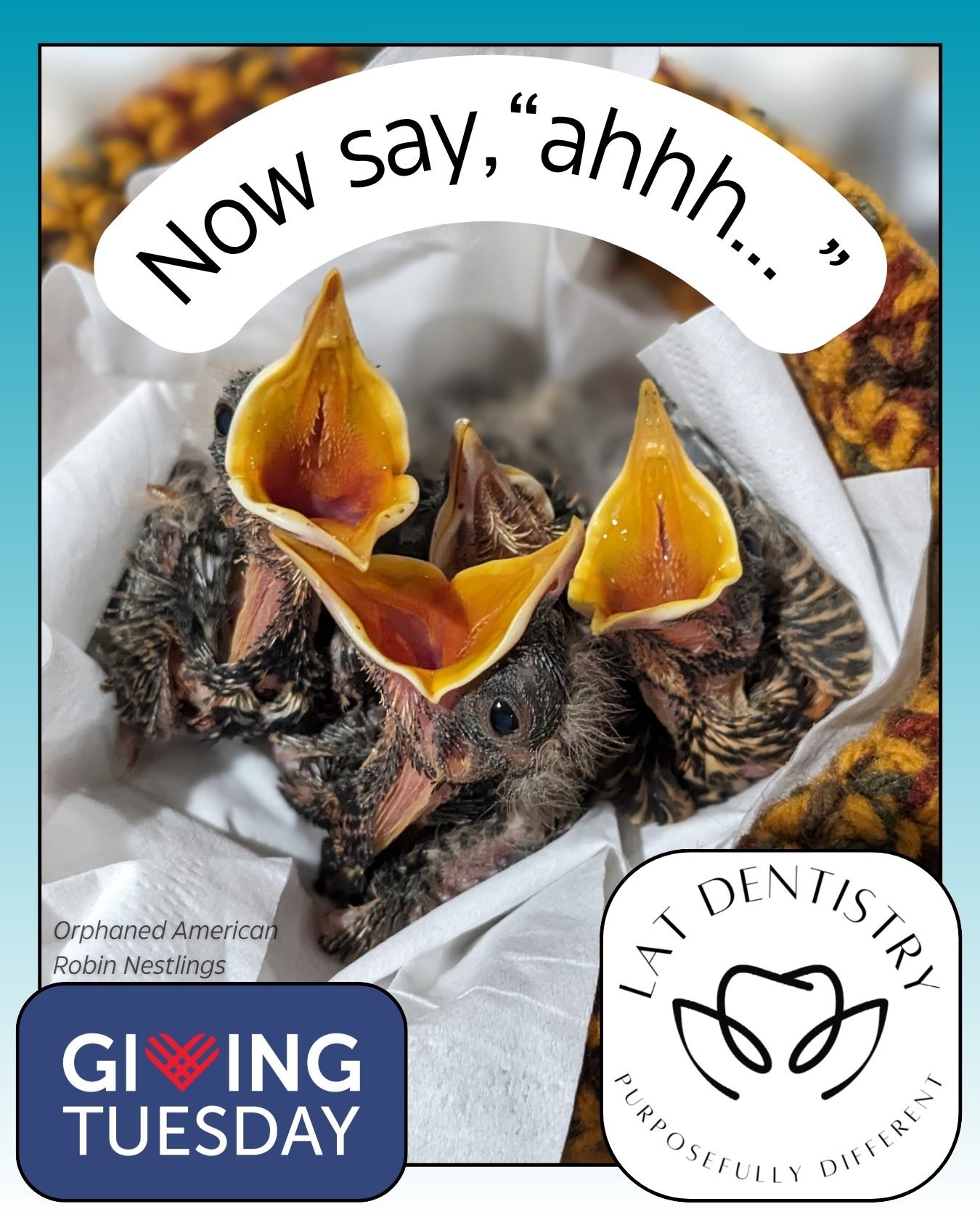 Giving Tuesday: Matching Campaign for SW VA Wildlife Center