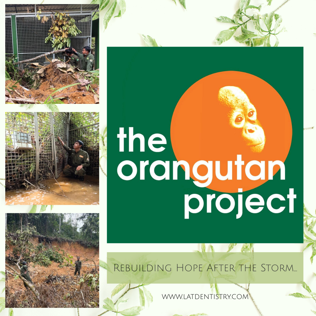 The Orangutan Project: Rebuilding Hope