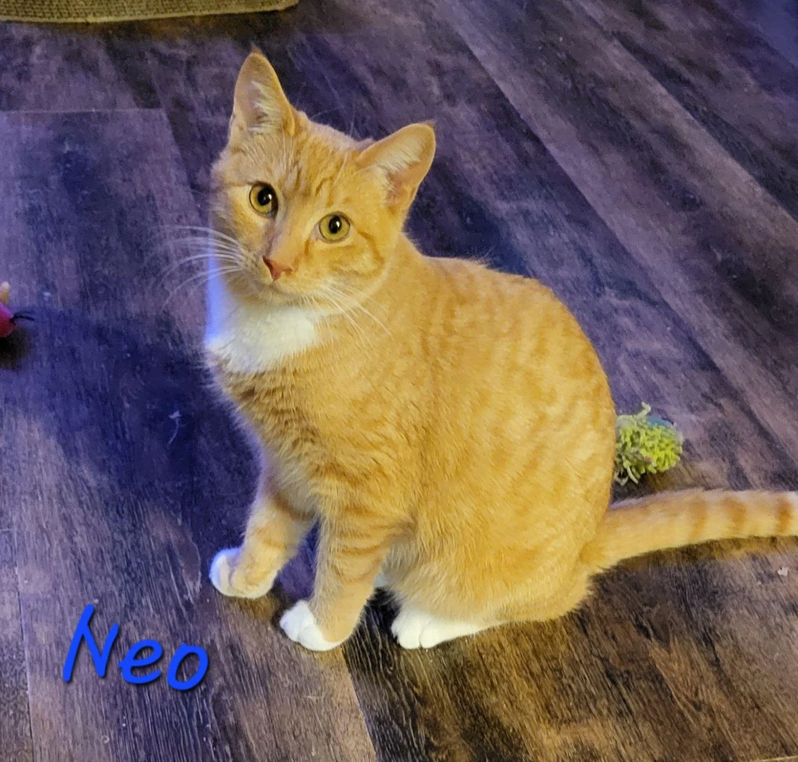 Available for Adoption — Happy Tails Cat Rescue