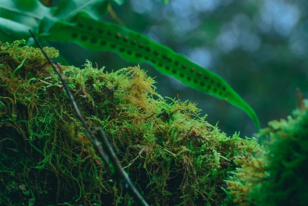 Have You Heard of Micro Forests?