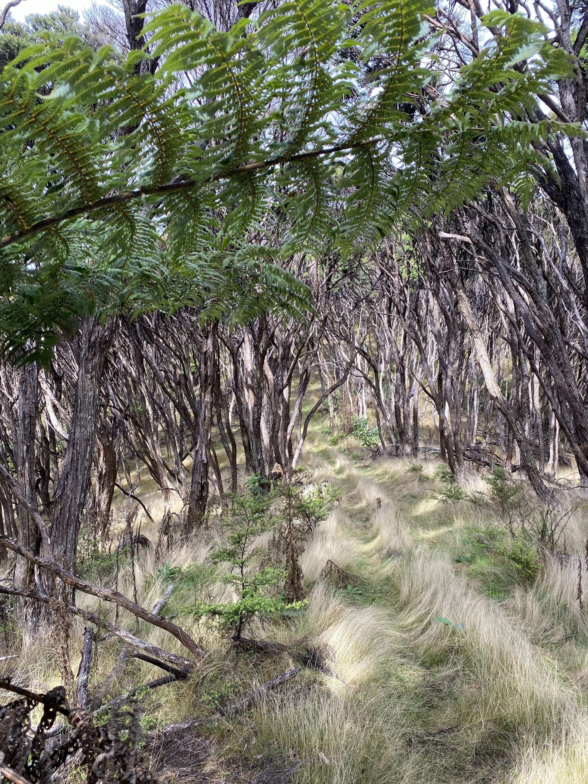 Why a Nature Immersion Retreat Works