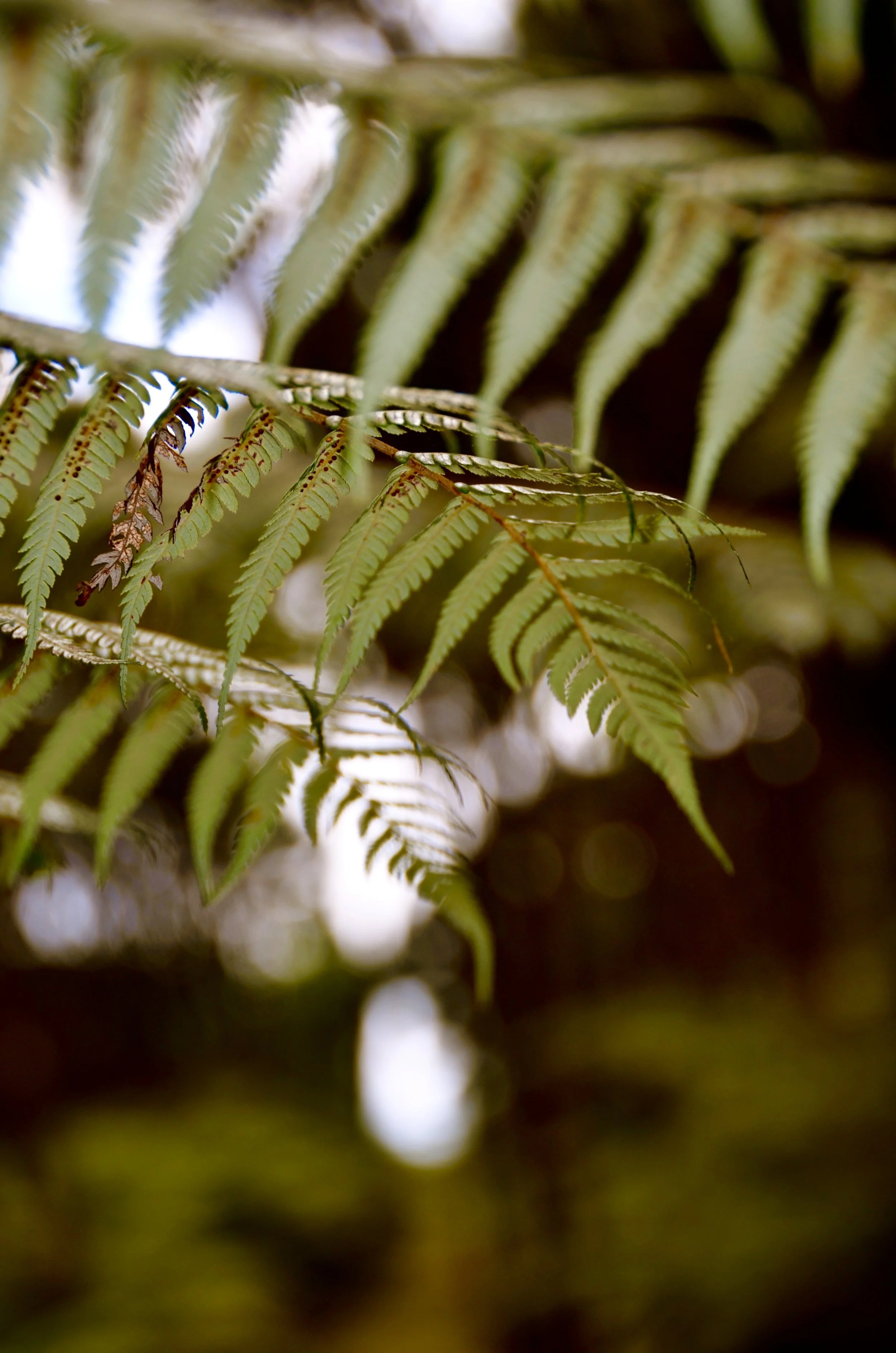 Nature Immersion at Parohe — Why Kawau Island Resets You