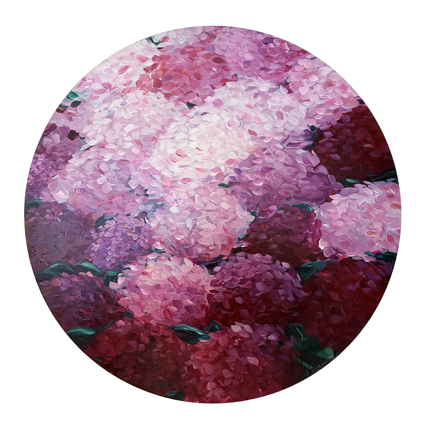 Pink Hydrangea Blooms Alana Clarke Web.jpg