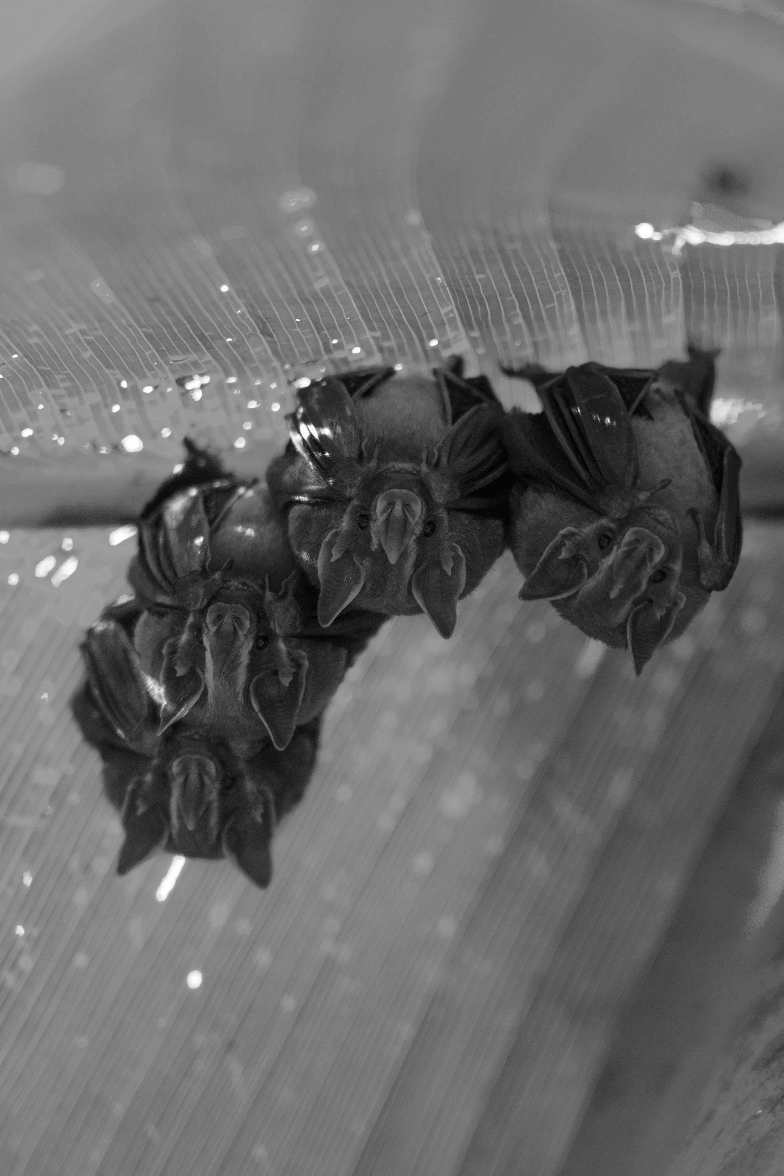 Honduran White Bats.jpg