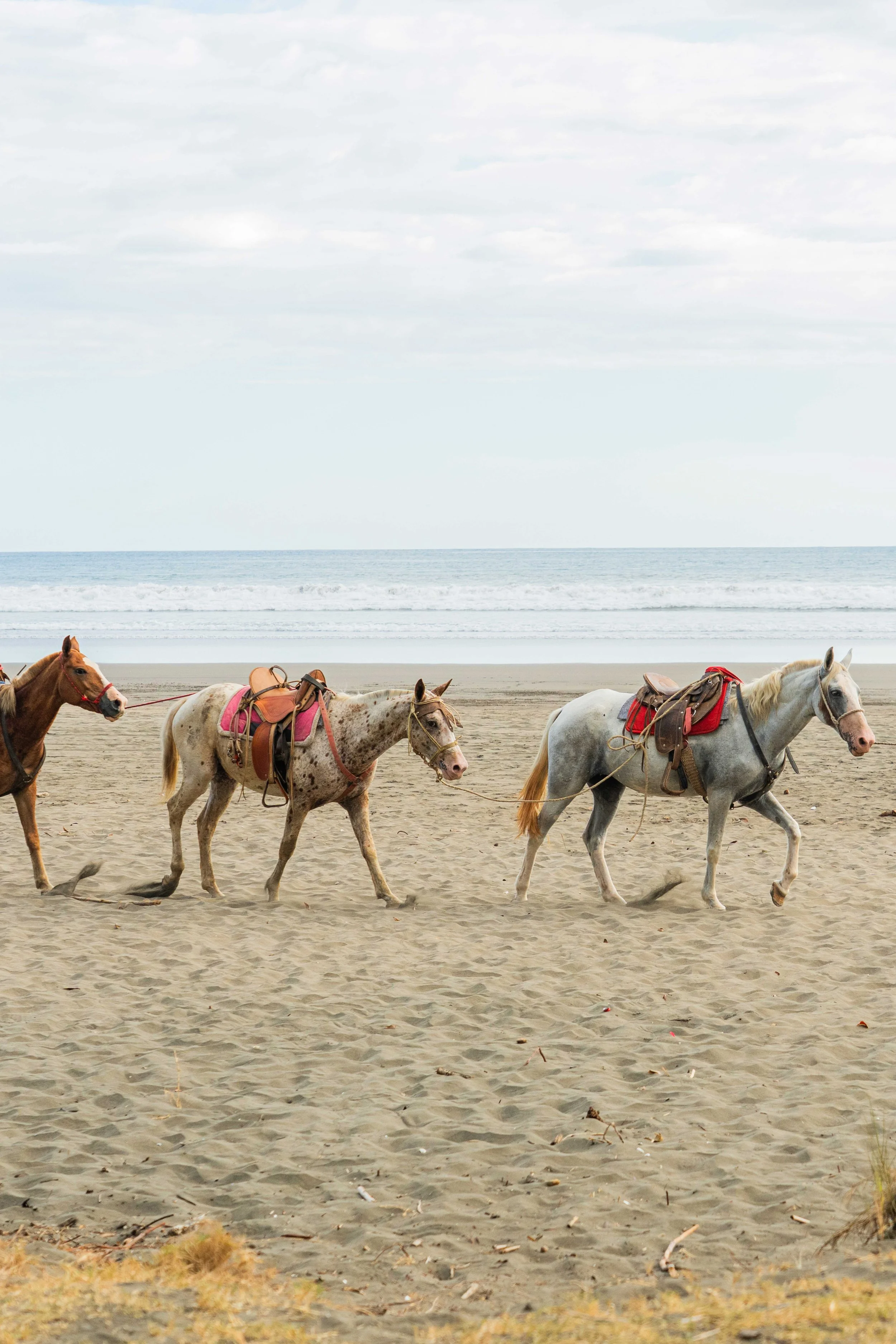 Horses on the Beach.jpg