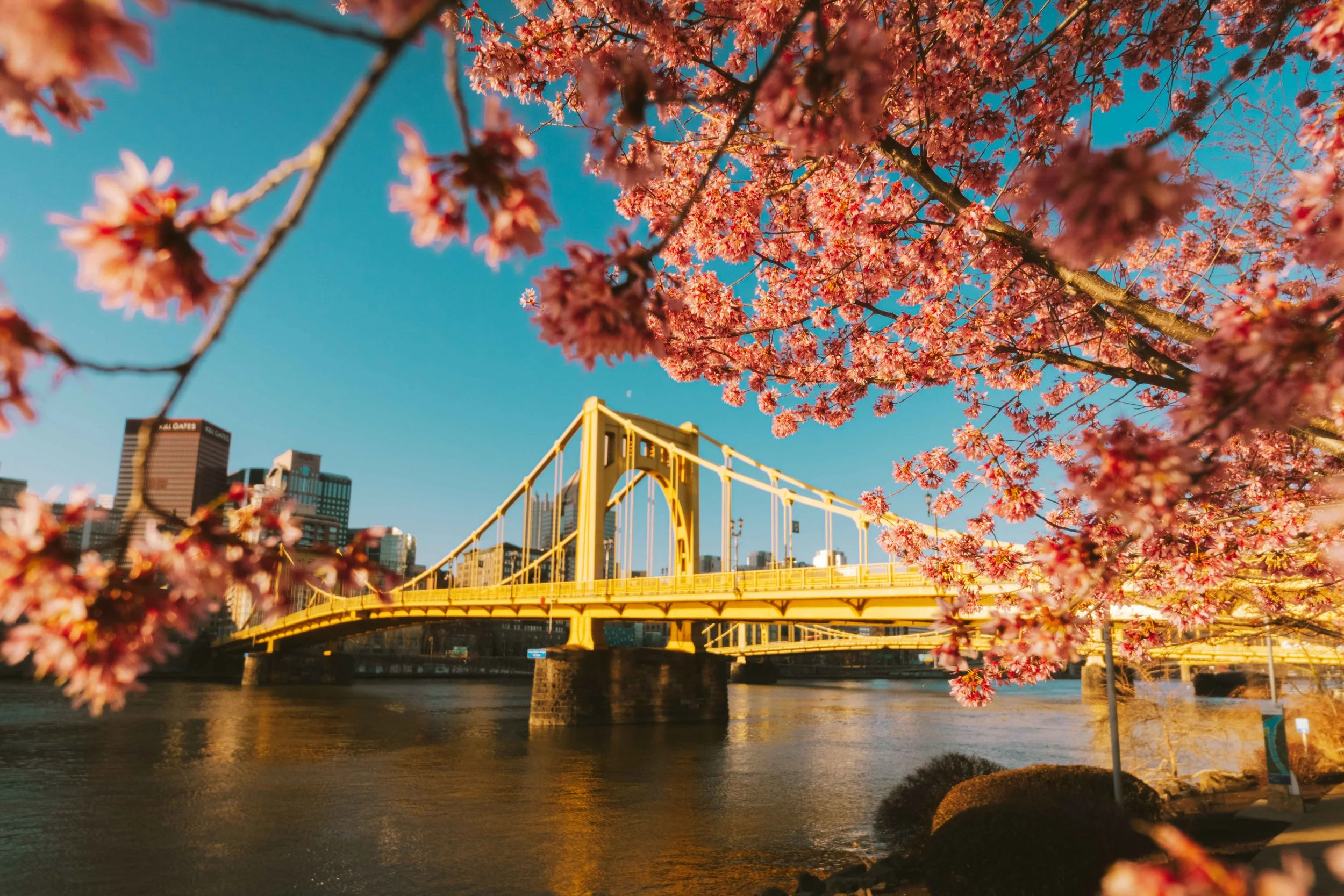 Cherry Blossums.jpg