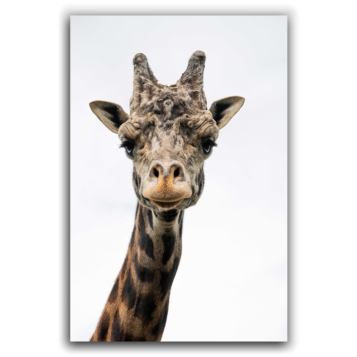 Lewis from the PGH Zoo