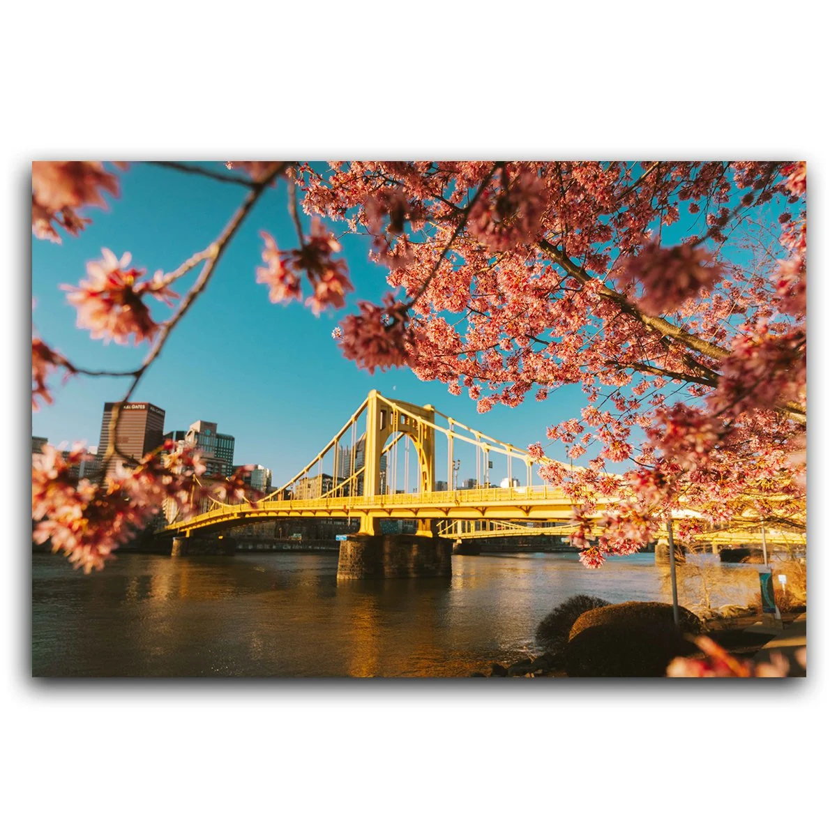 Cherry Blossoms