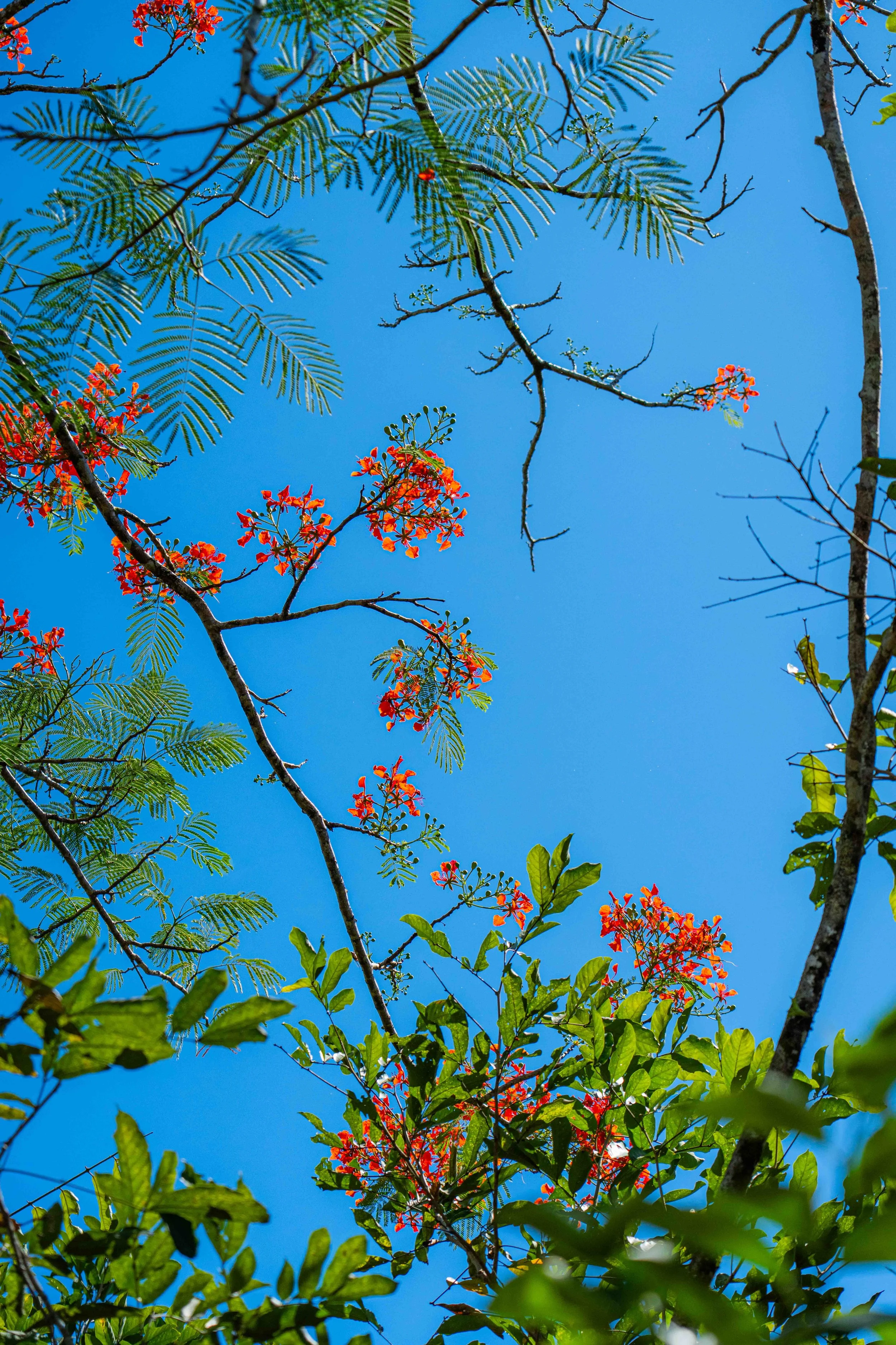 Costa Rica Wallpaper.jpg