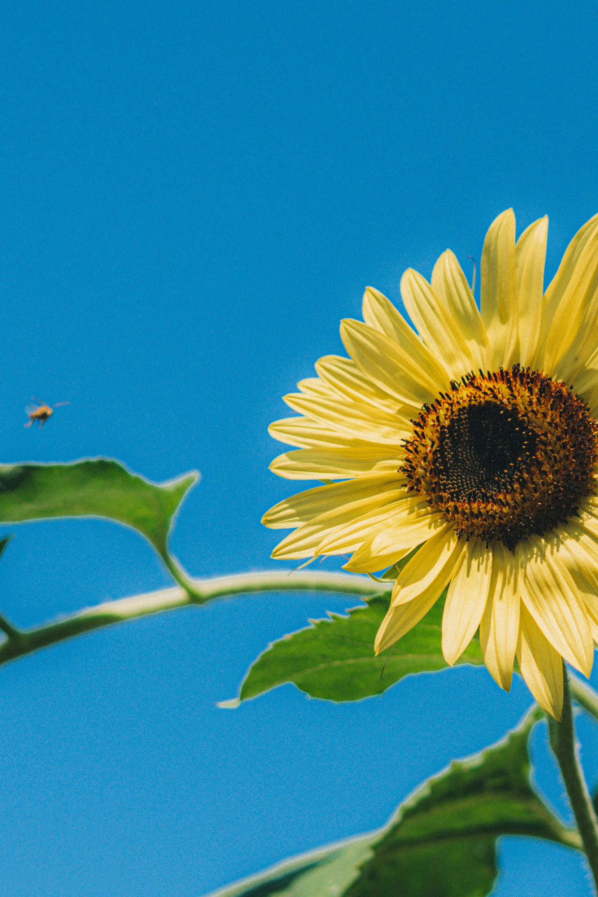Beauty and the Bee.jpg