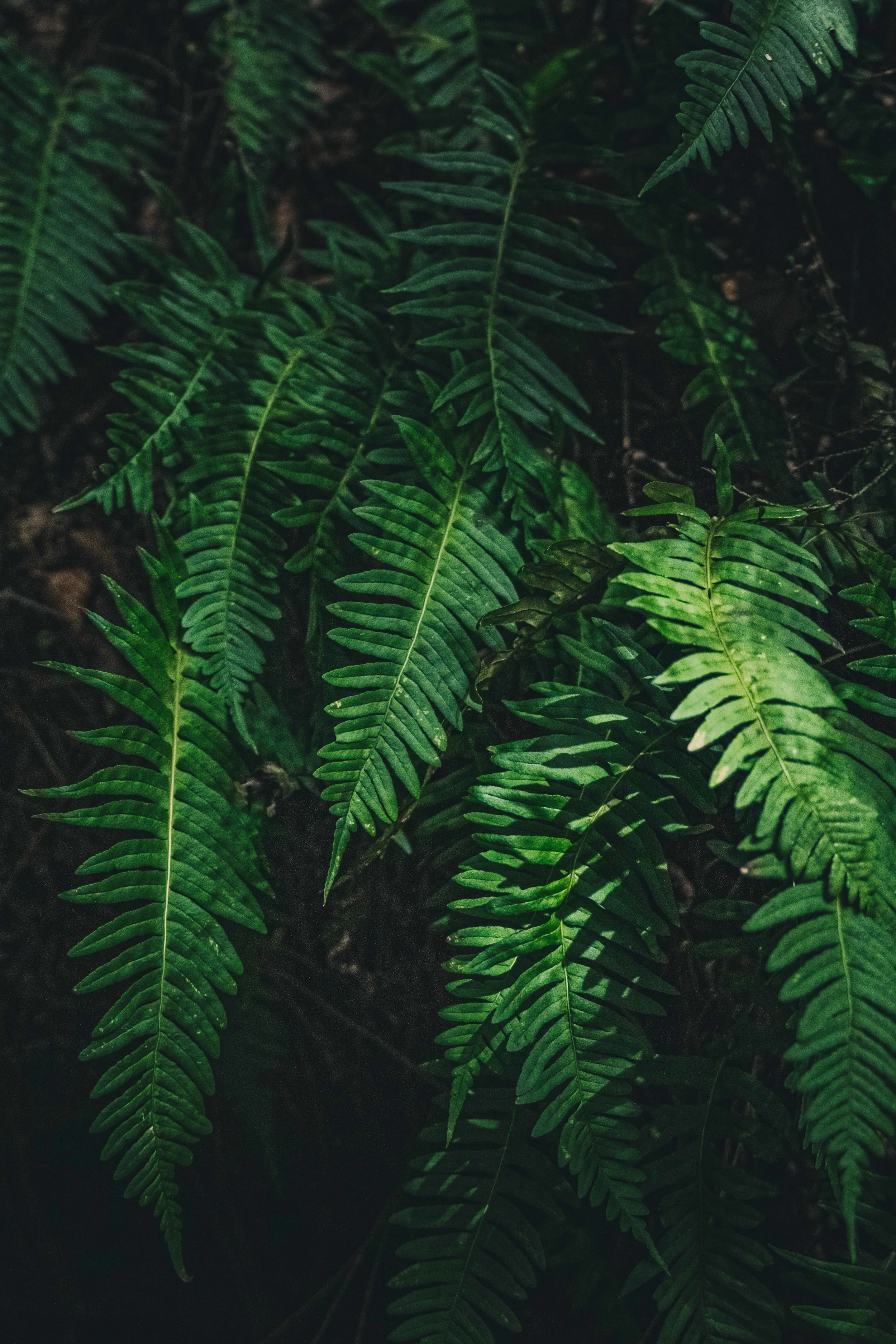 Ferns.jpg