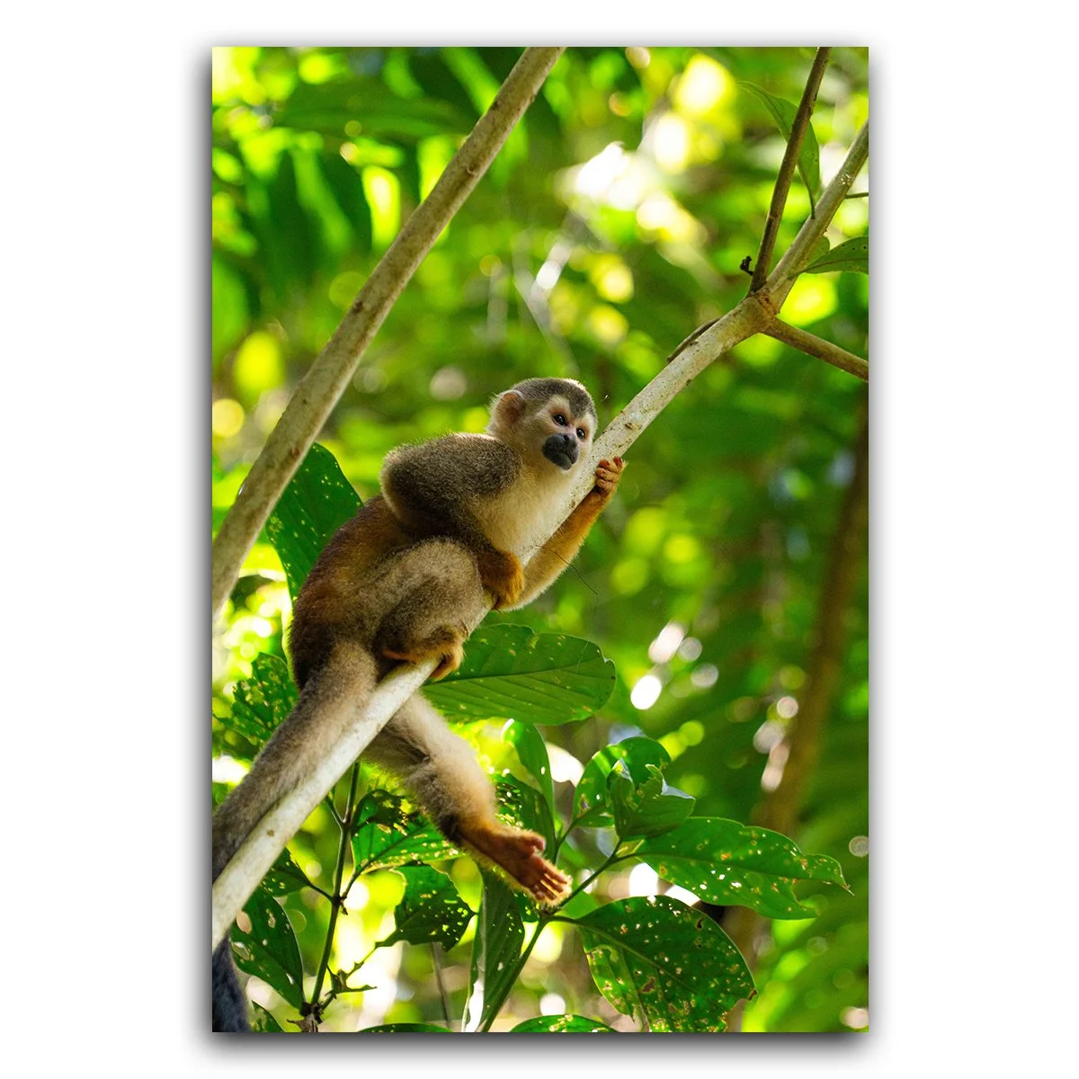 Squirrel Monkey Steve