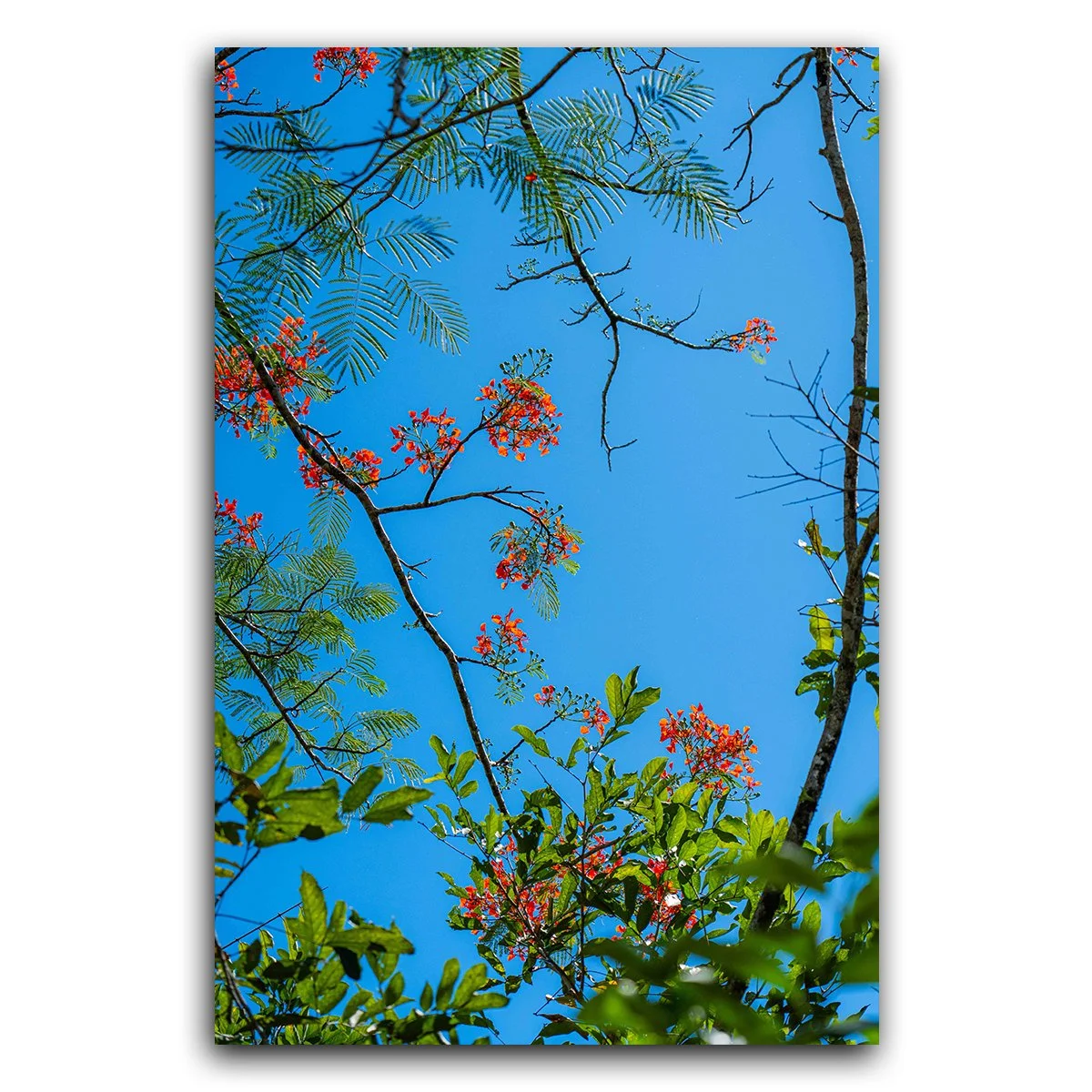 Costa Rica Wallpaper Delonix Regia Tree