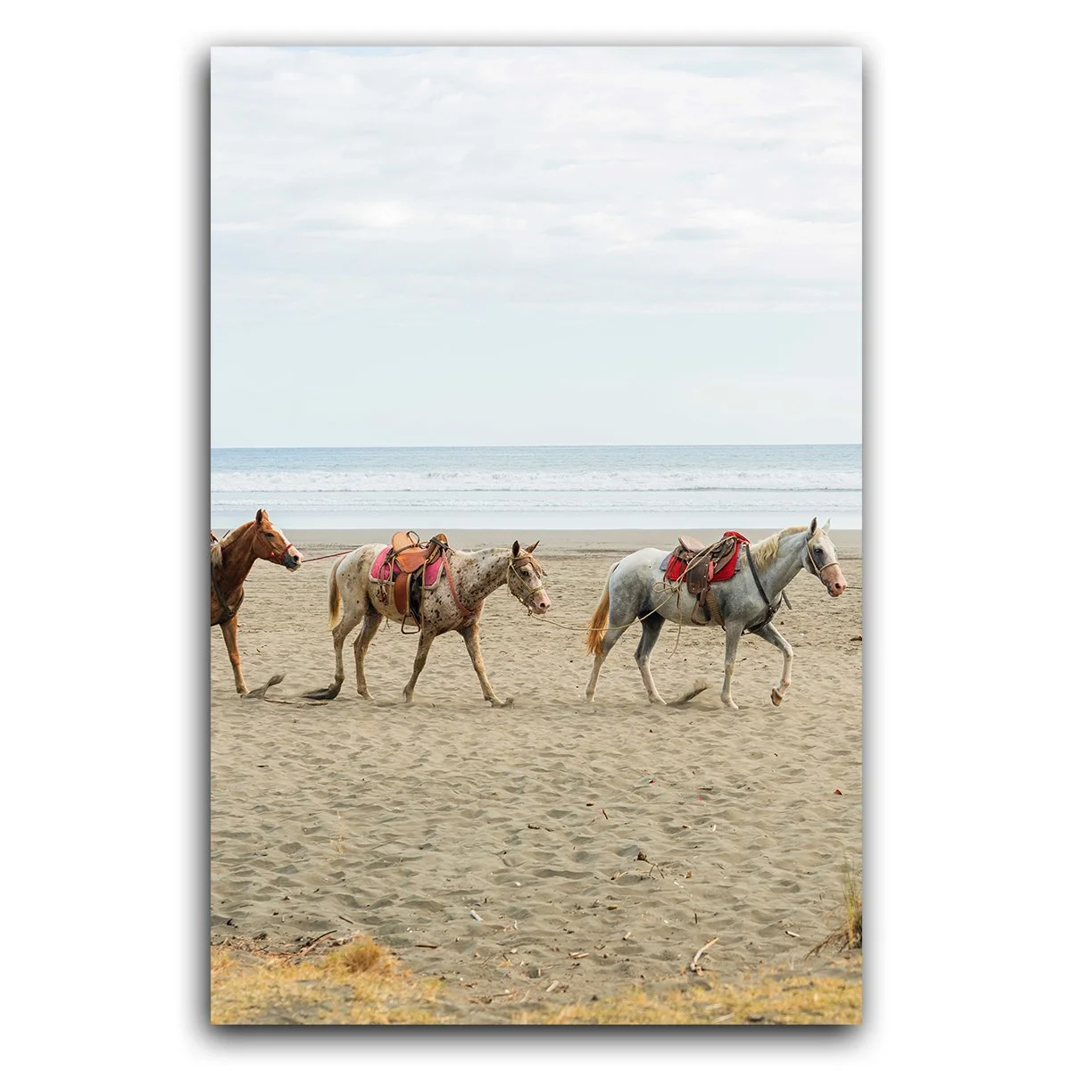 Horses on the beach in Costa Rica