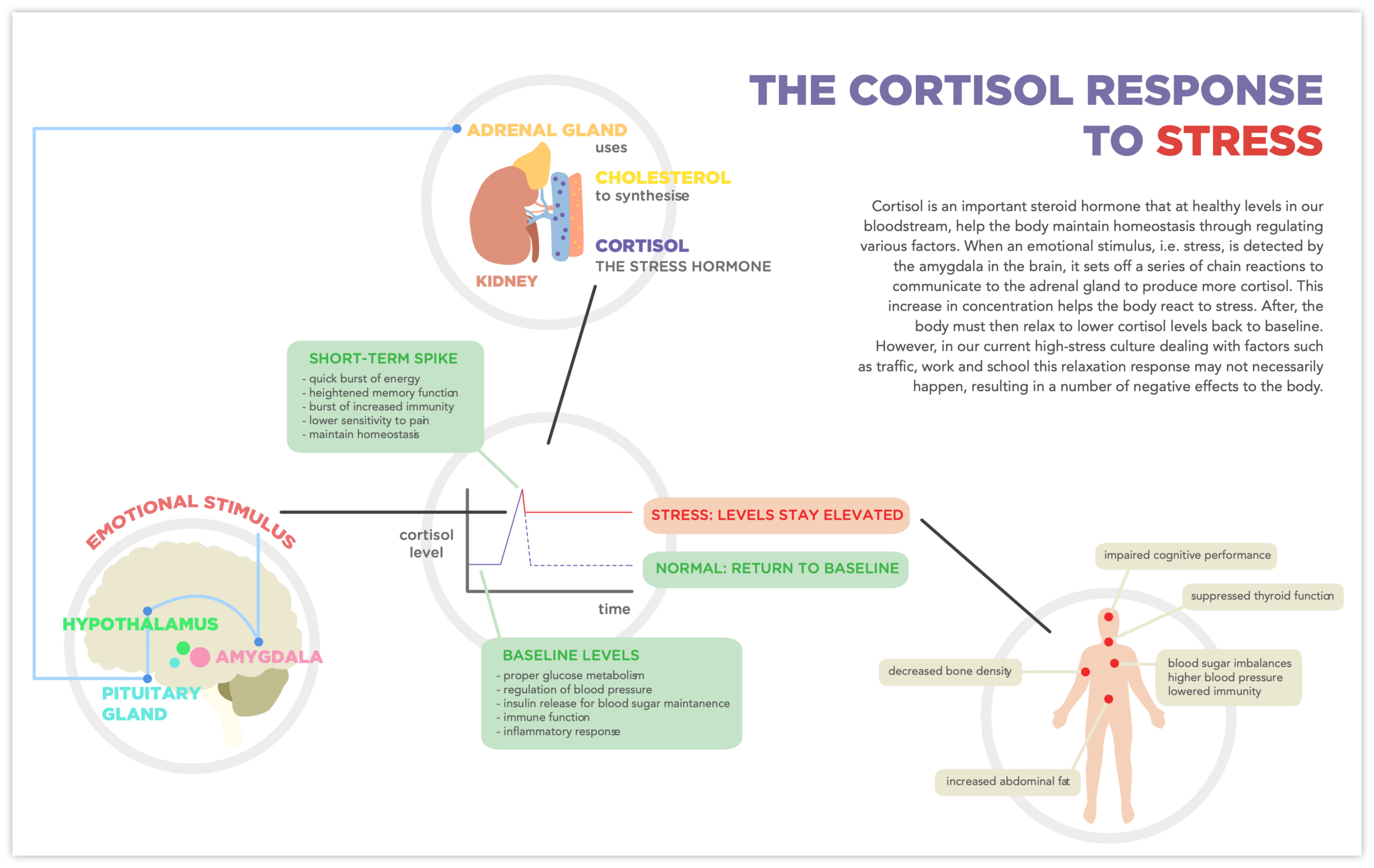 cortisol pathway infographic for stanford medicine patient clinics