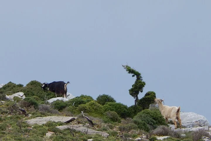 Mt. Zas 2.jpg