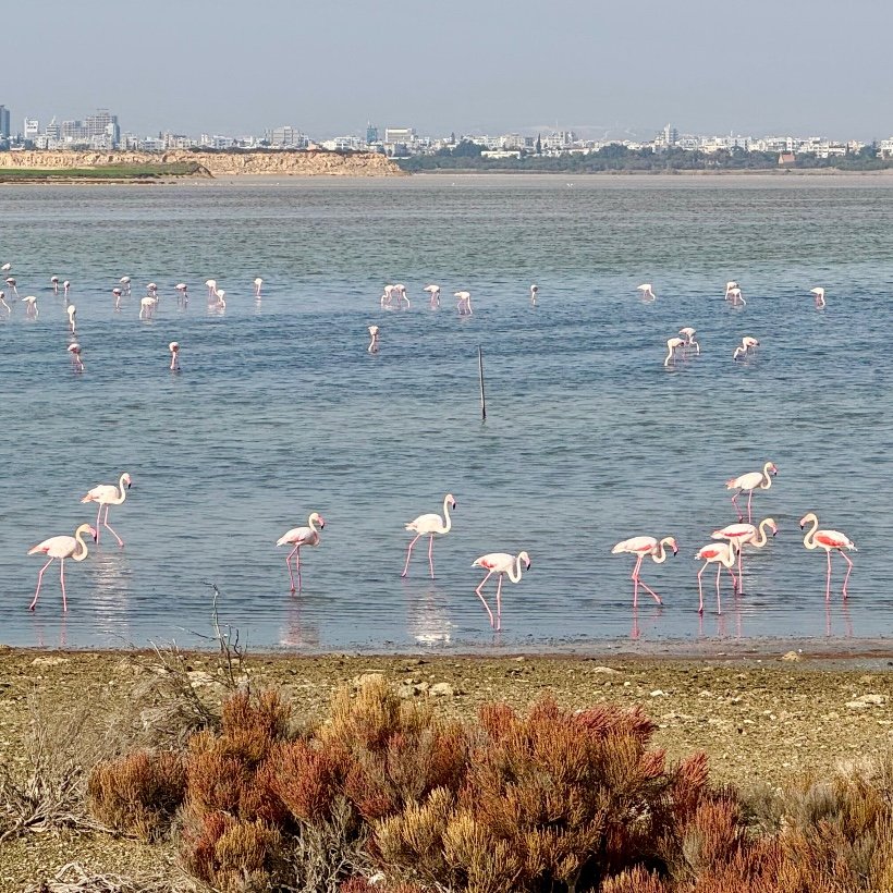 Viele Flamingos stehen im Wasser und am Ufer, mit einer Stadt im Hintergrund.