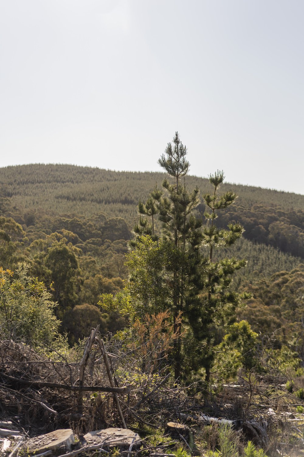 FCNSW Aerial Herbicide Spraying Operations