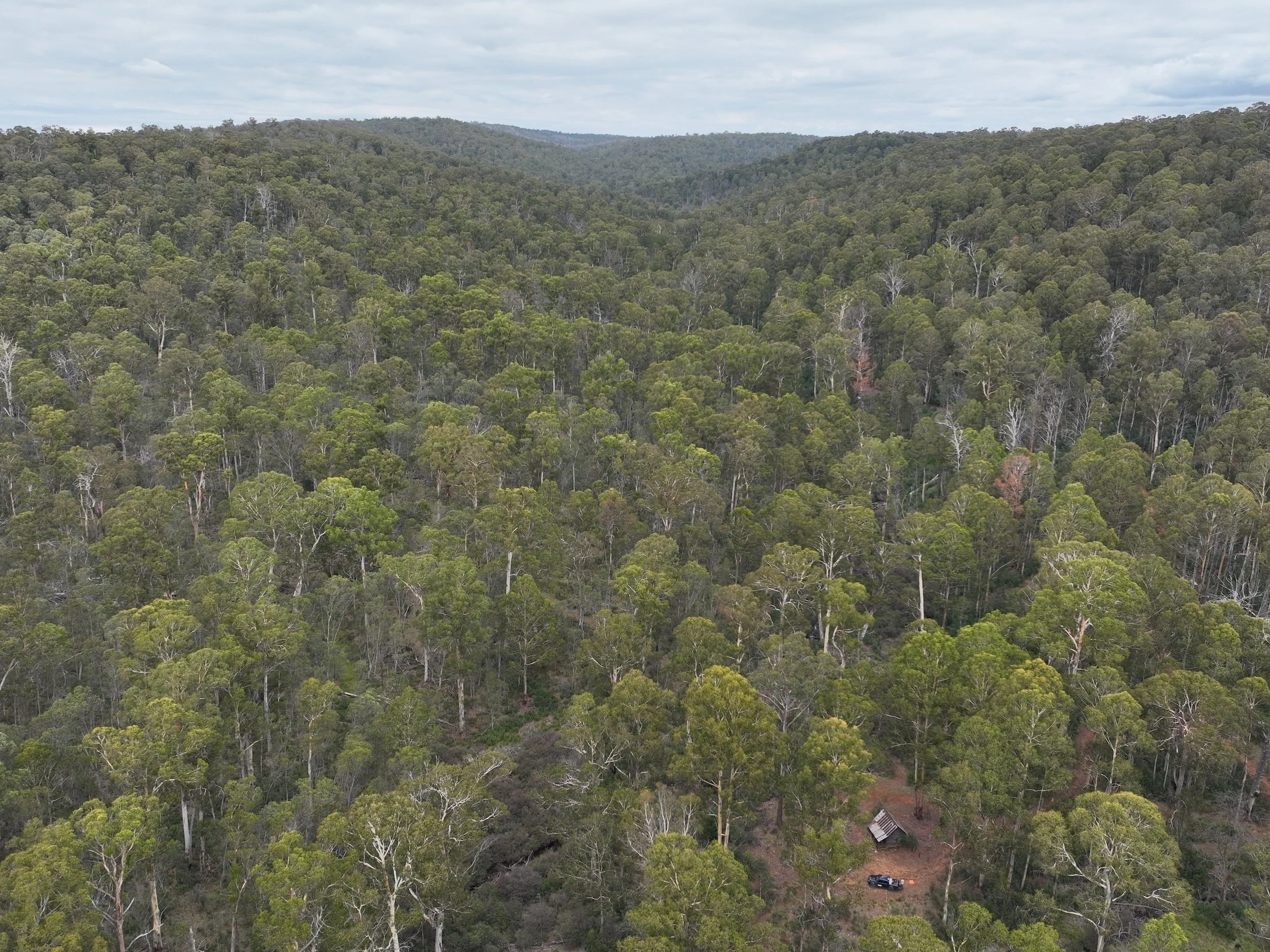 HumeLink West Clearing Near Buddong Hut