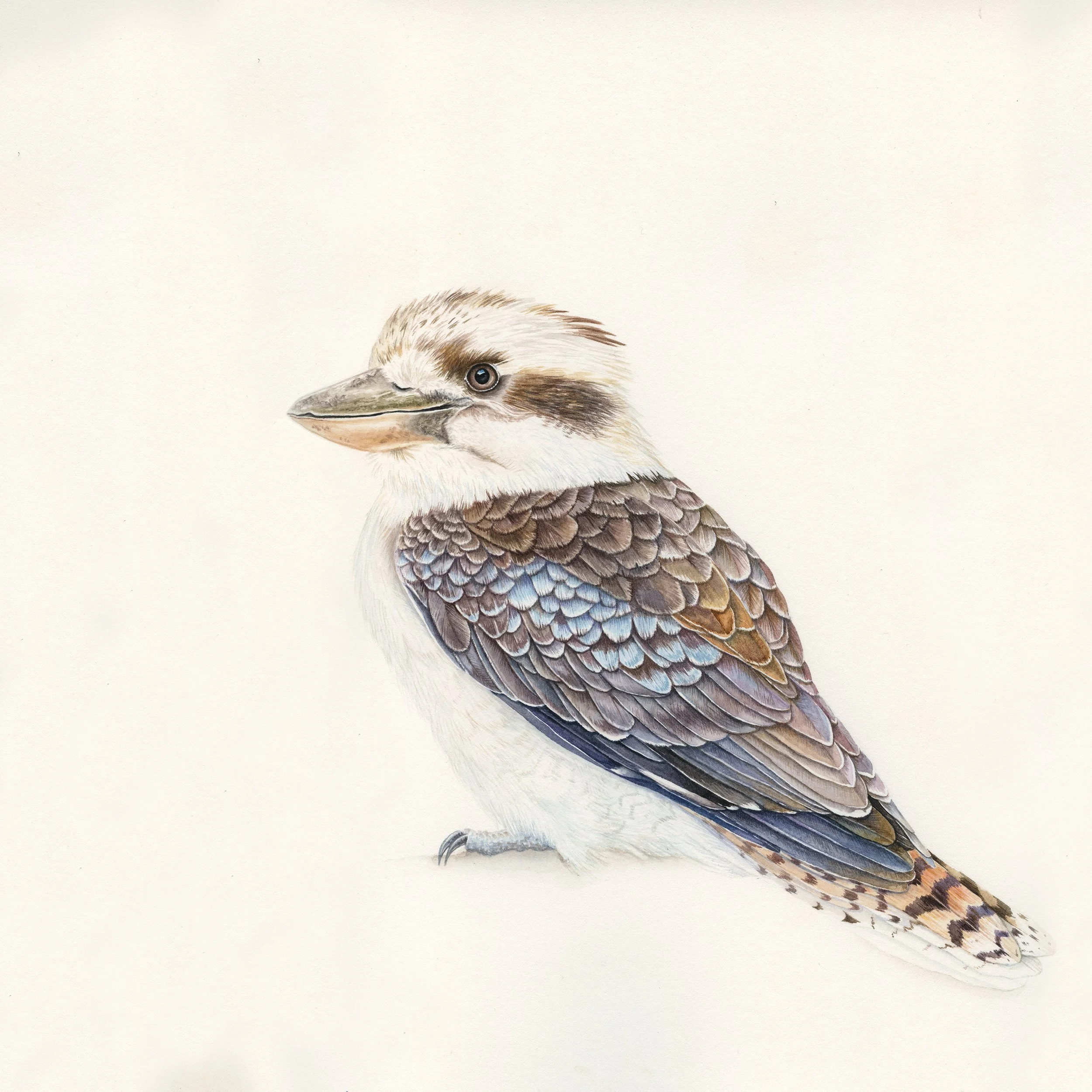 How I paint Kookaburras in watercolour